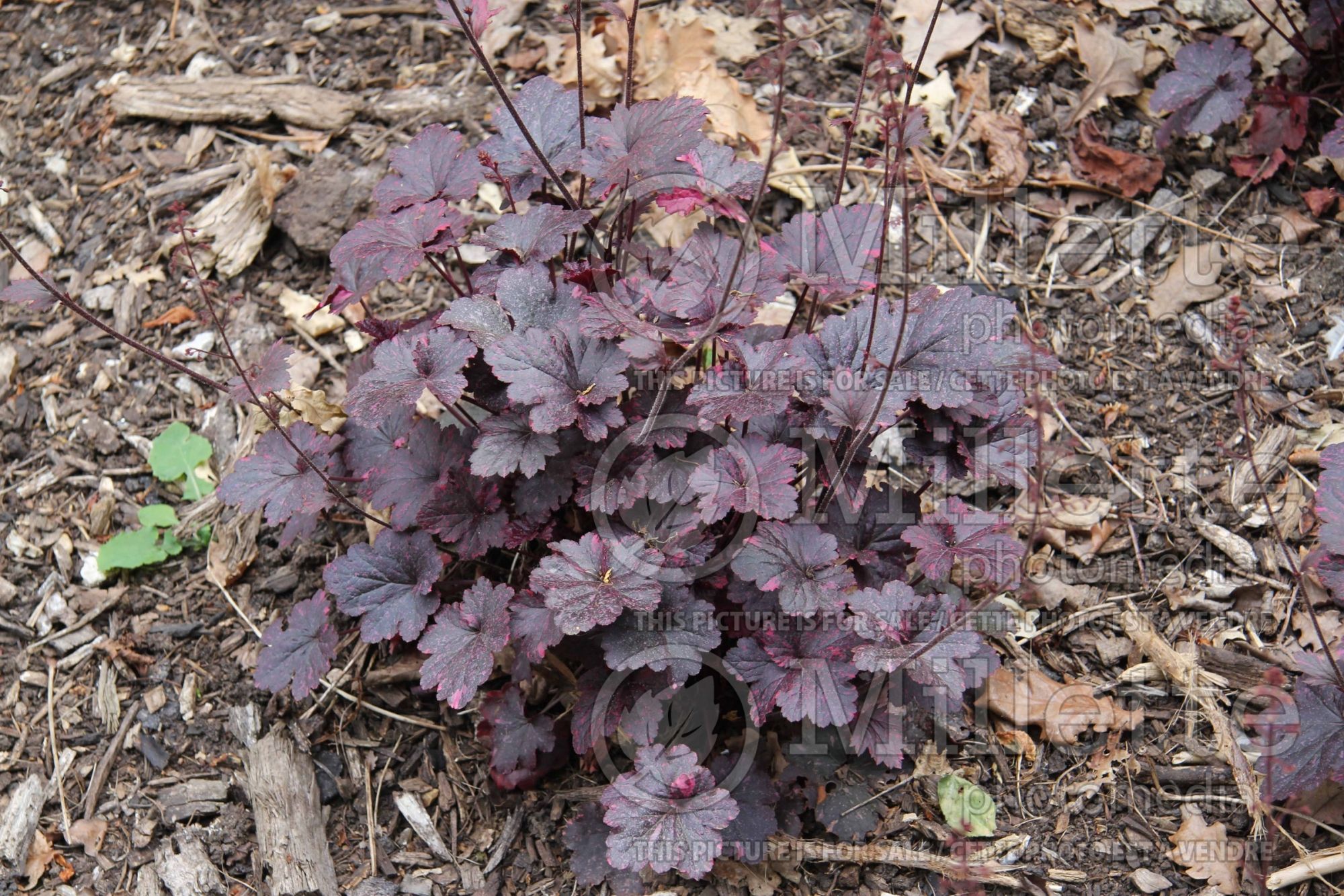 Heuchera Midnight Rose (Coral Bells) 3
