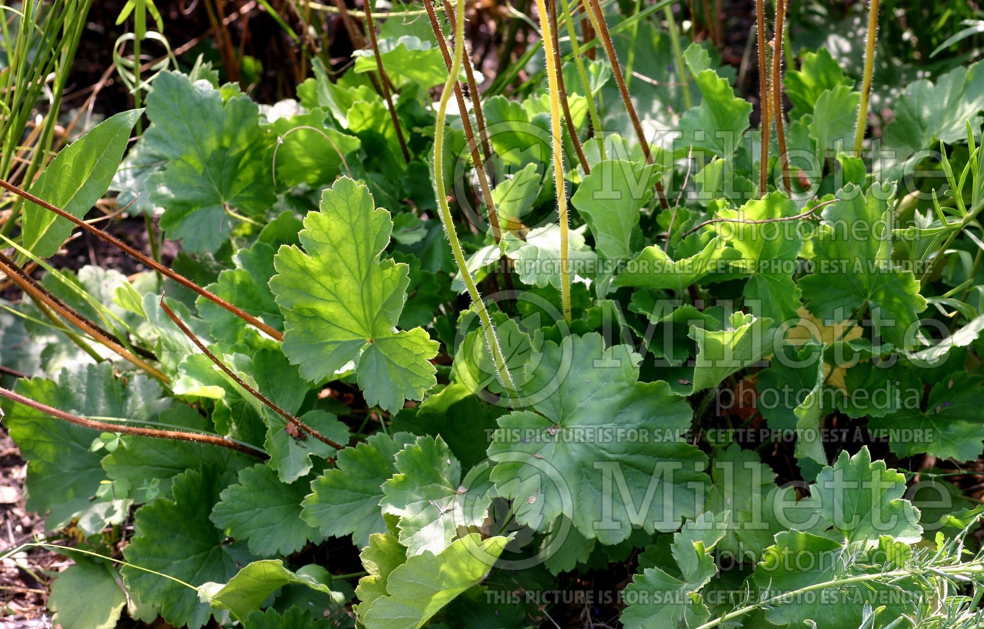 Heuchera richardsonii (Coral Bells - alum root) 1