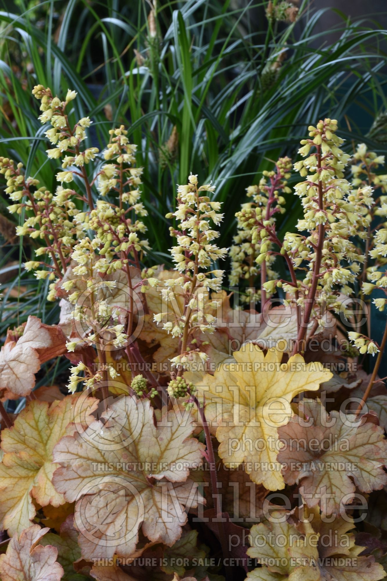 Heuchera Topaz Jazz (Coral Bells alum root) 1