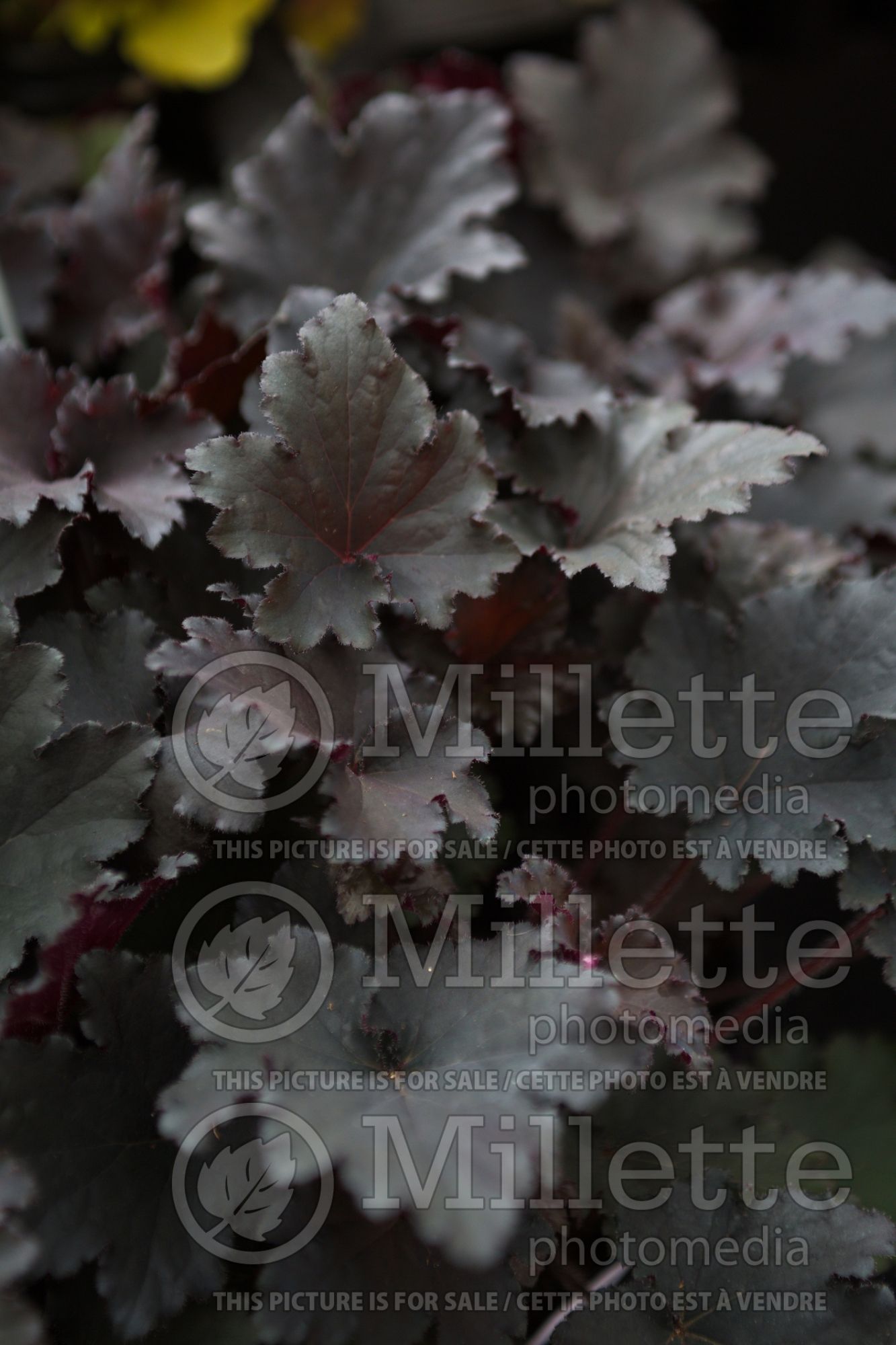 Heuchera Binoche (Coral Bells alum root) 4