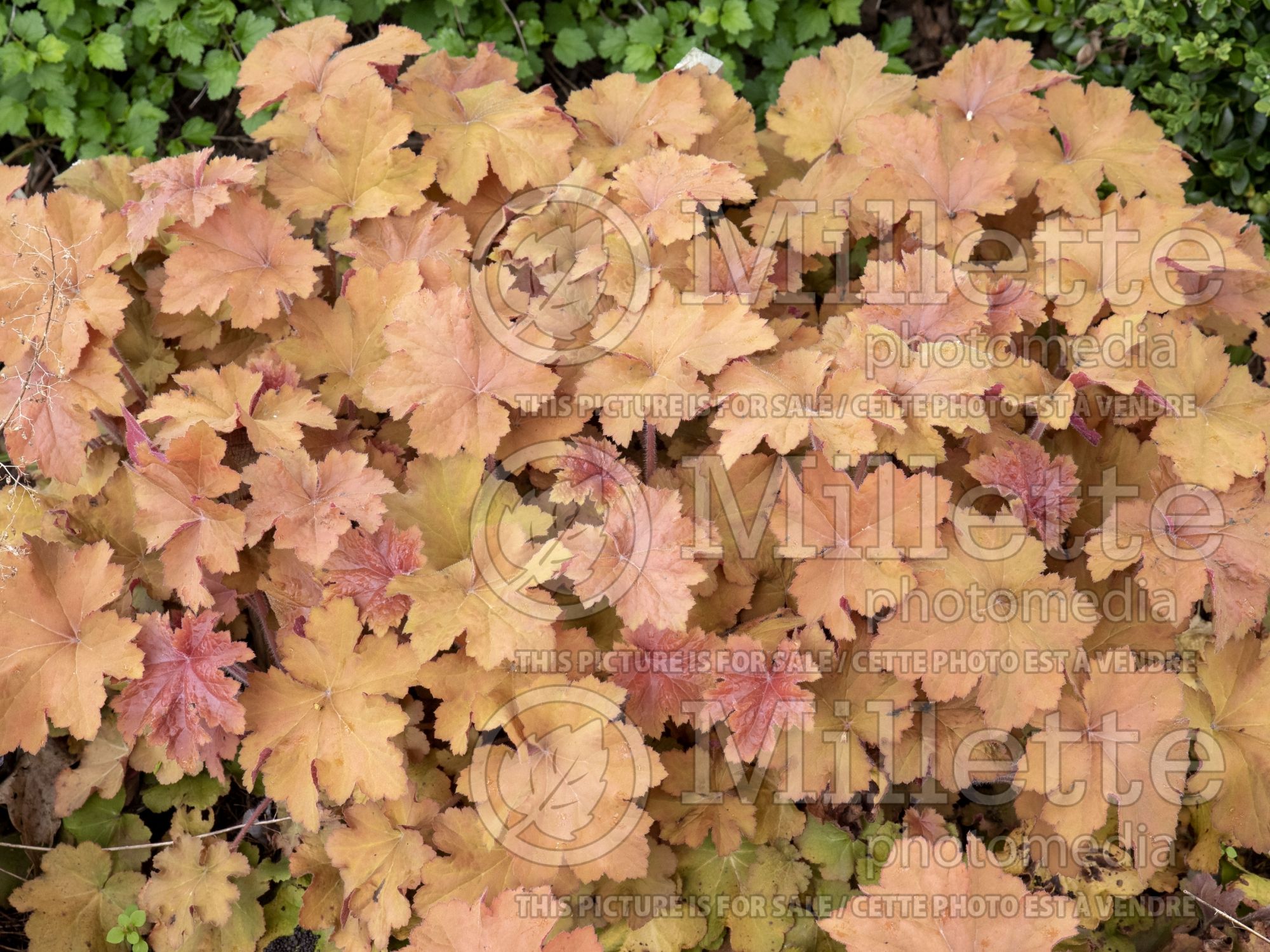 Heuchera Caramel (Coral Bells) 7