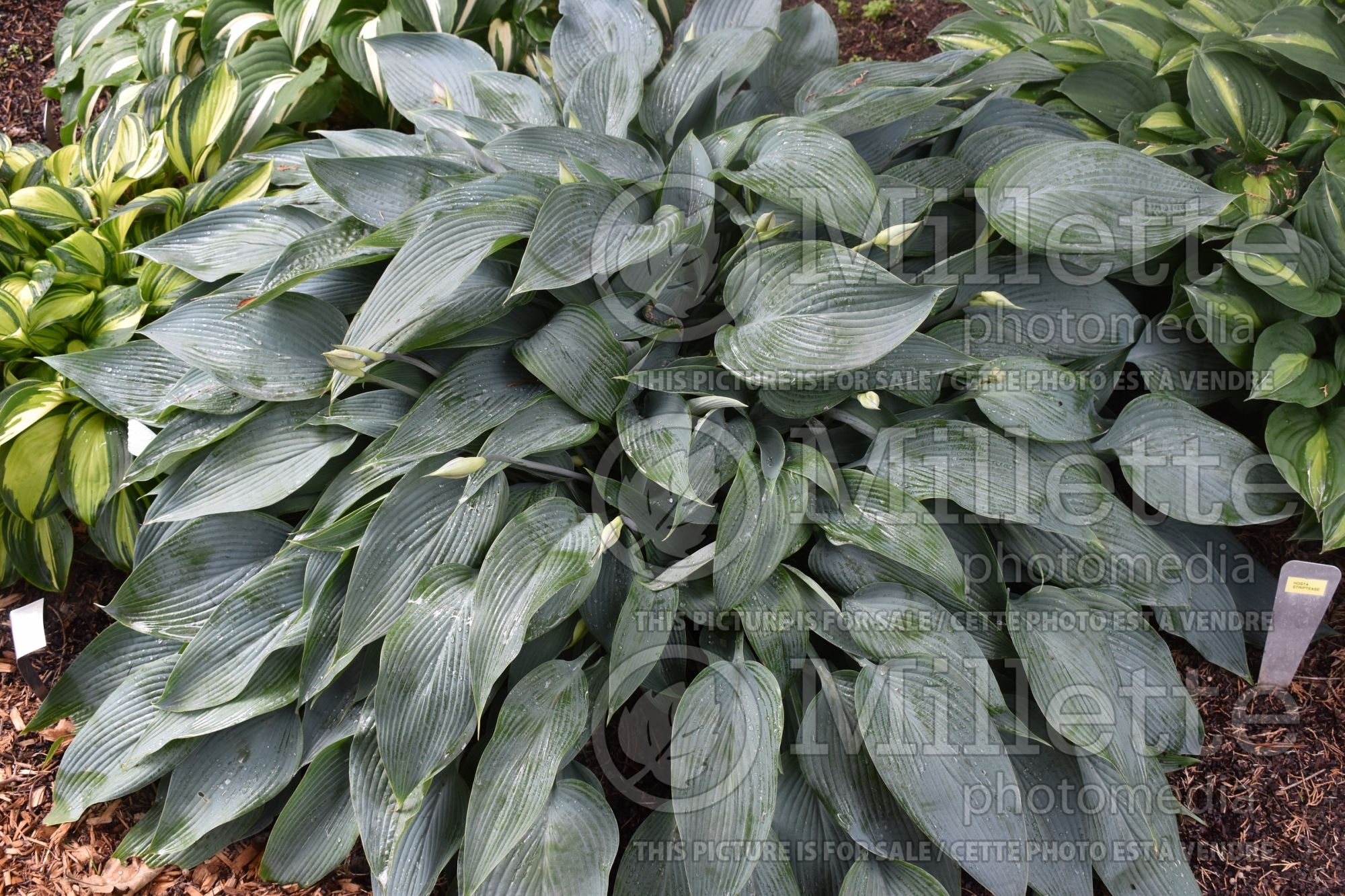 Hosta Awekening Angel (Hosta funkia august lily) 1