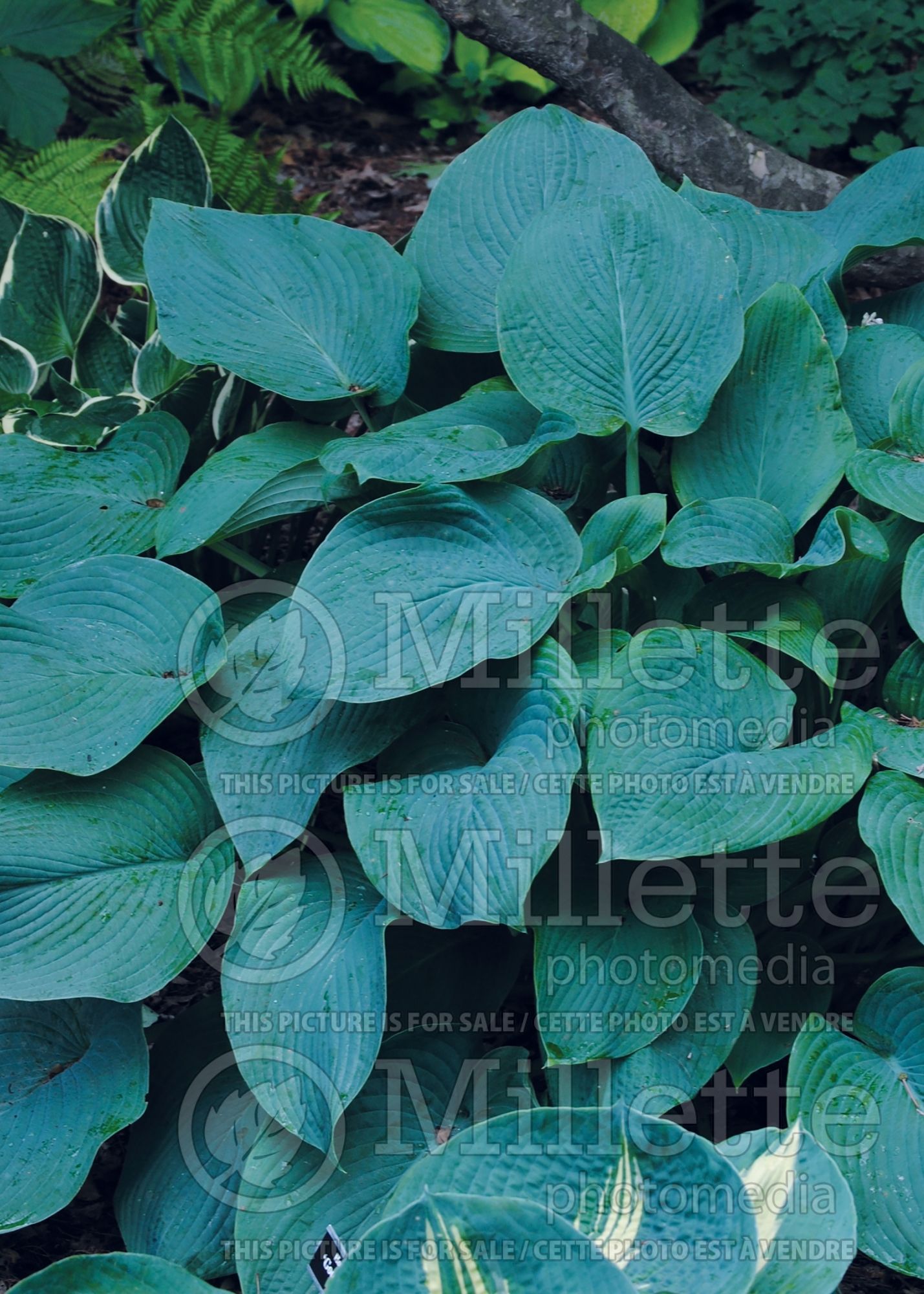 Hosta Bigfoot (hosta funkia august lily) 1