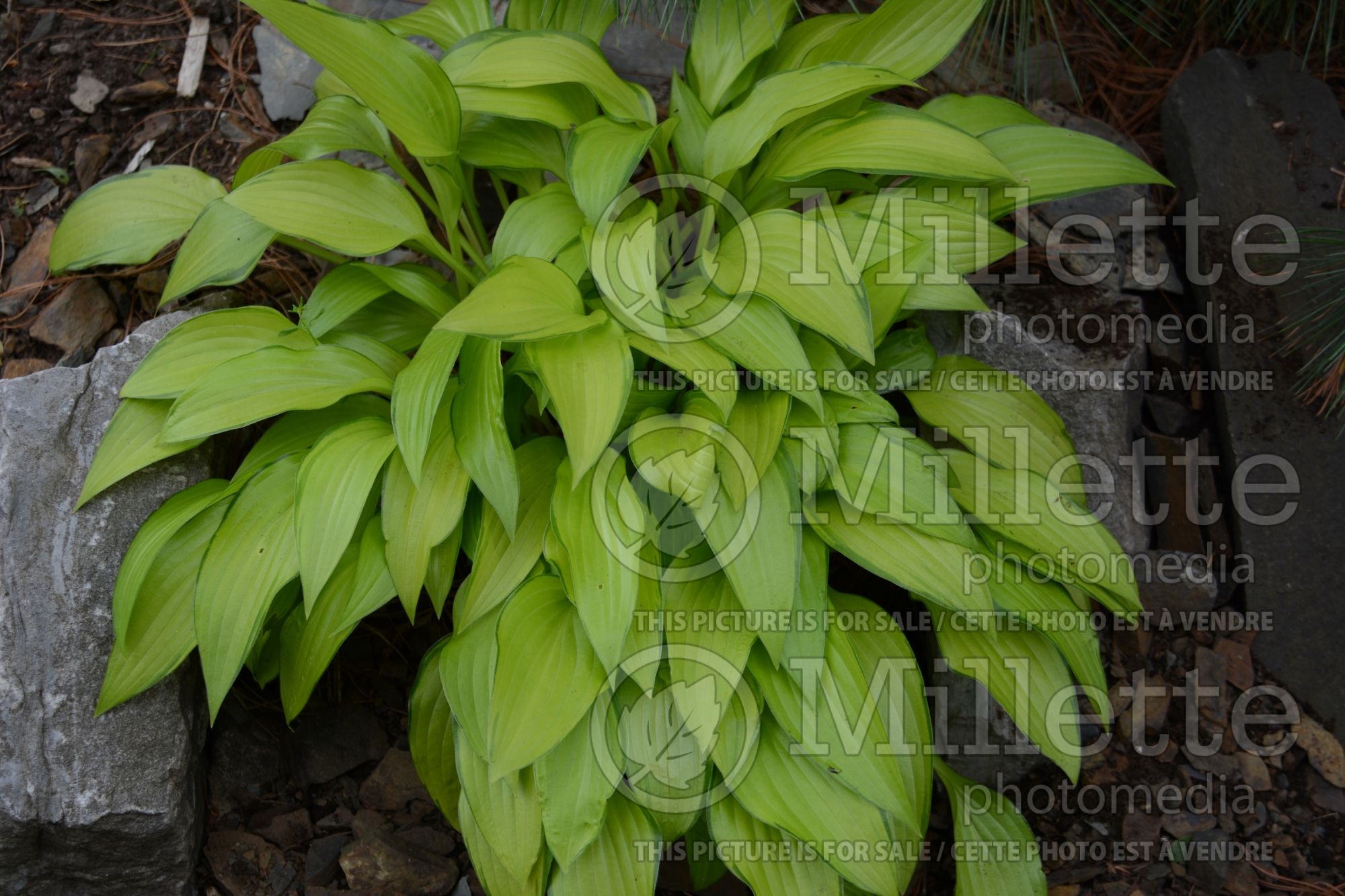 Hosta Chinese Sunrise (Hosta funkia august lily) 2