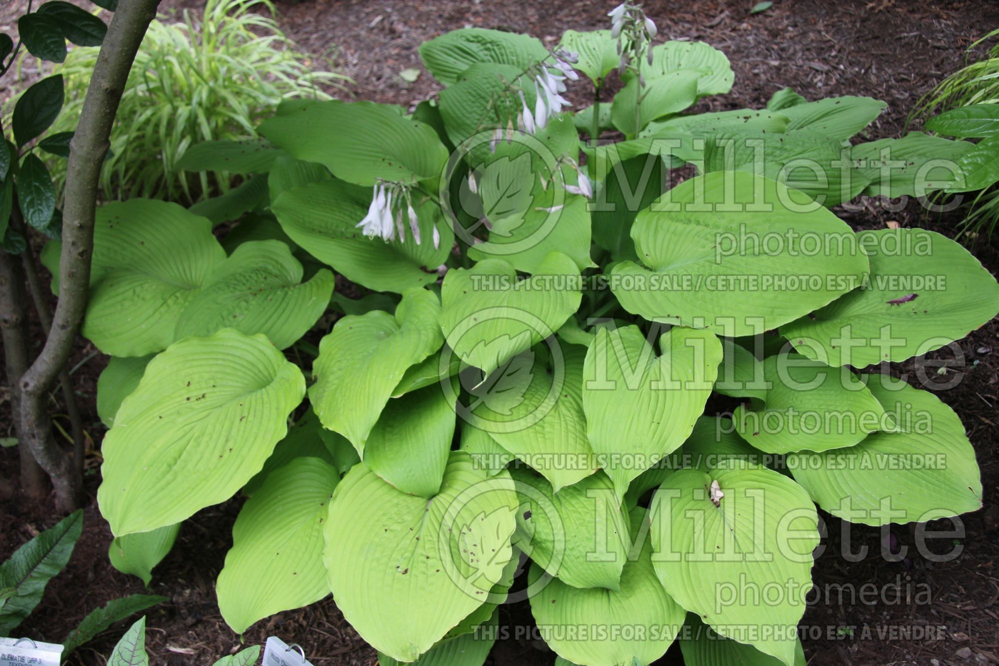 Hosta Choo Choo Train (Hosta funkia august lily) 3