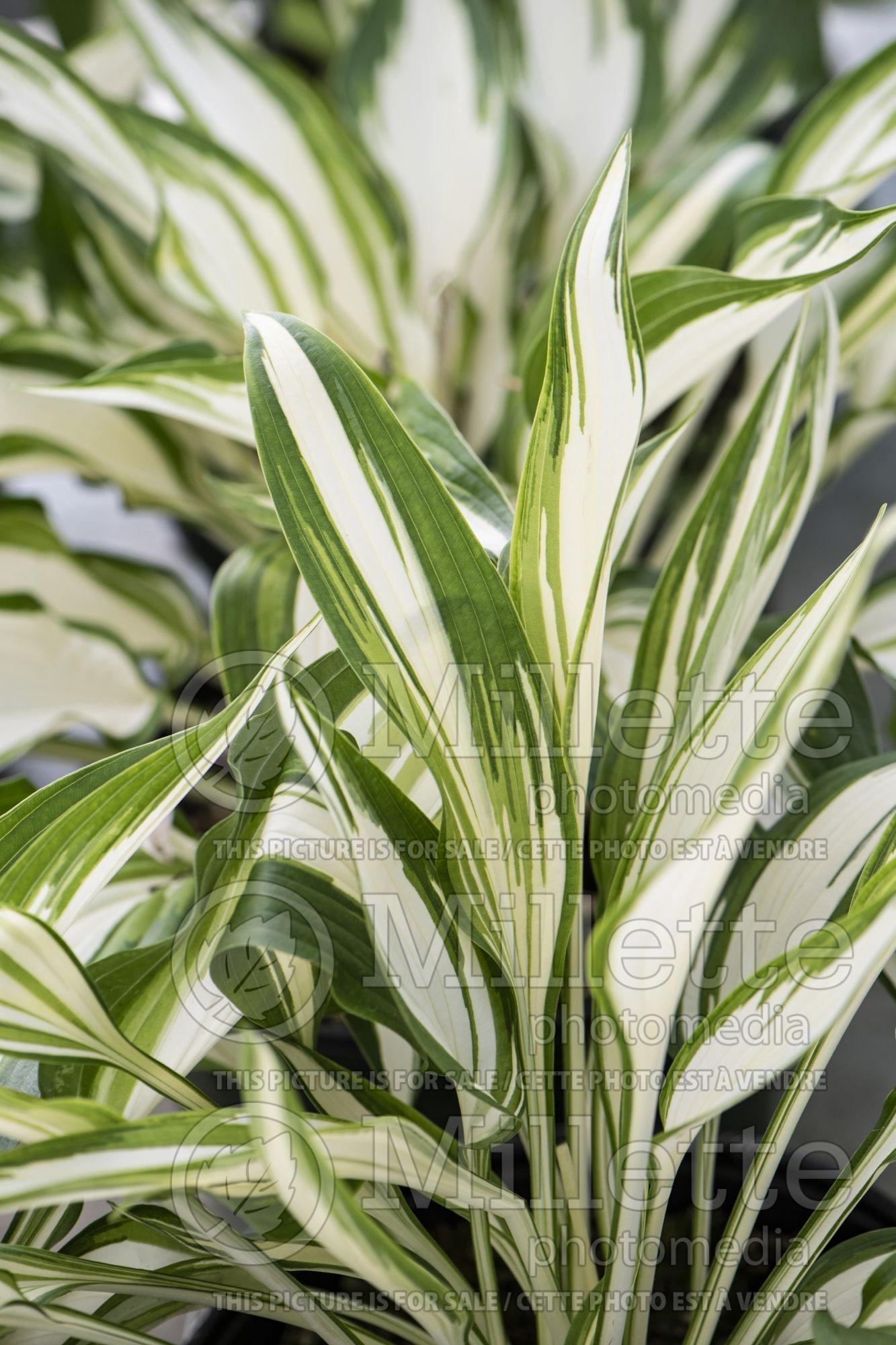 Hosta Cool as a Cucumber (Hosta funkia august lily) 4