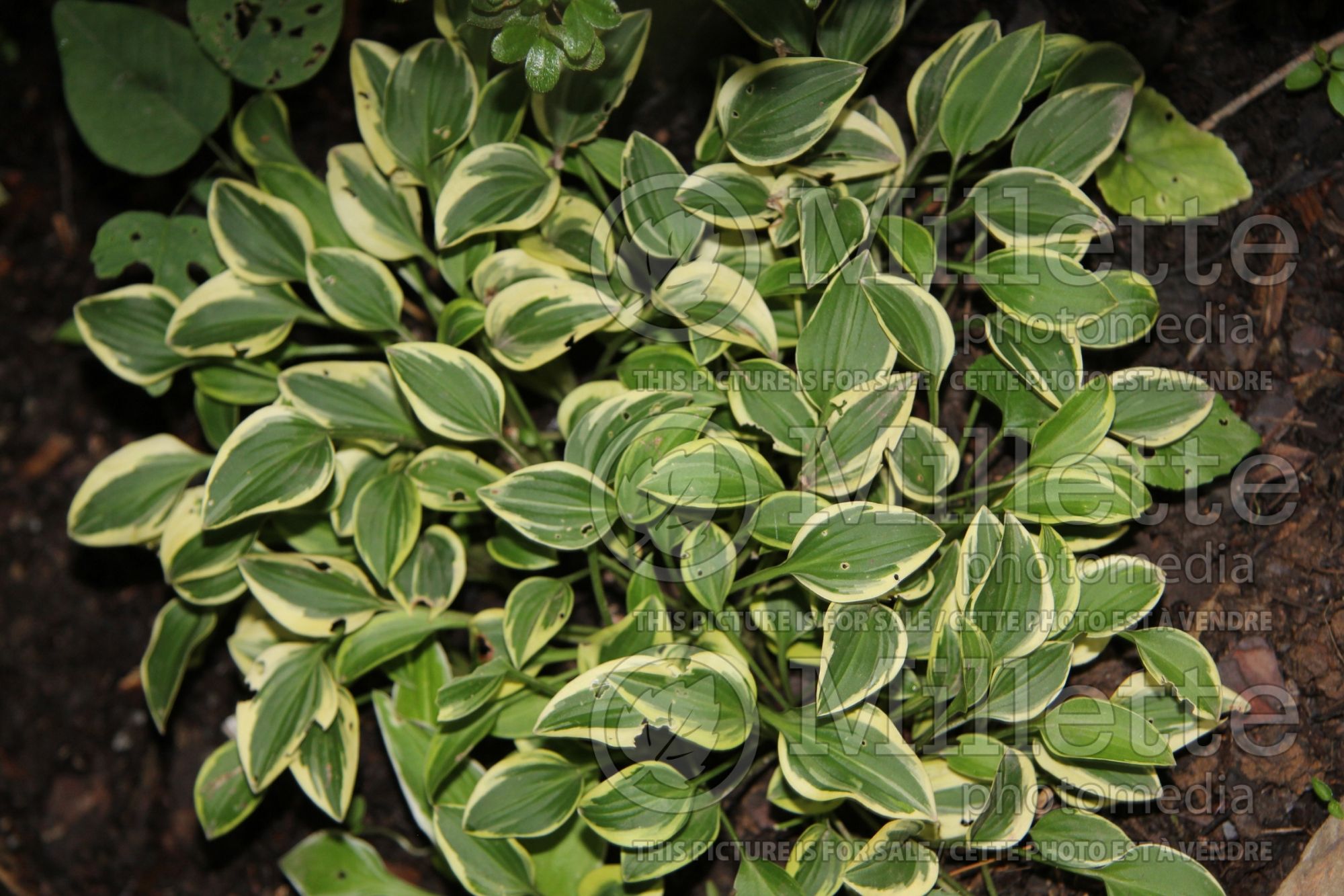 Hosta Crater's Rim (Hosta funkia august lily) 1