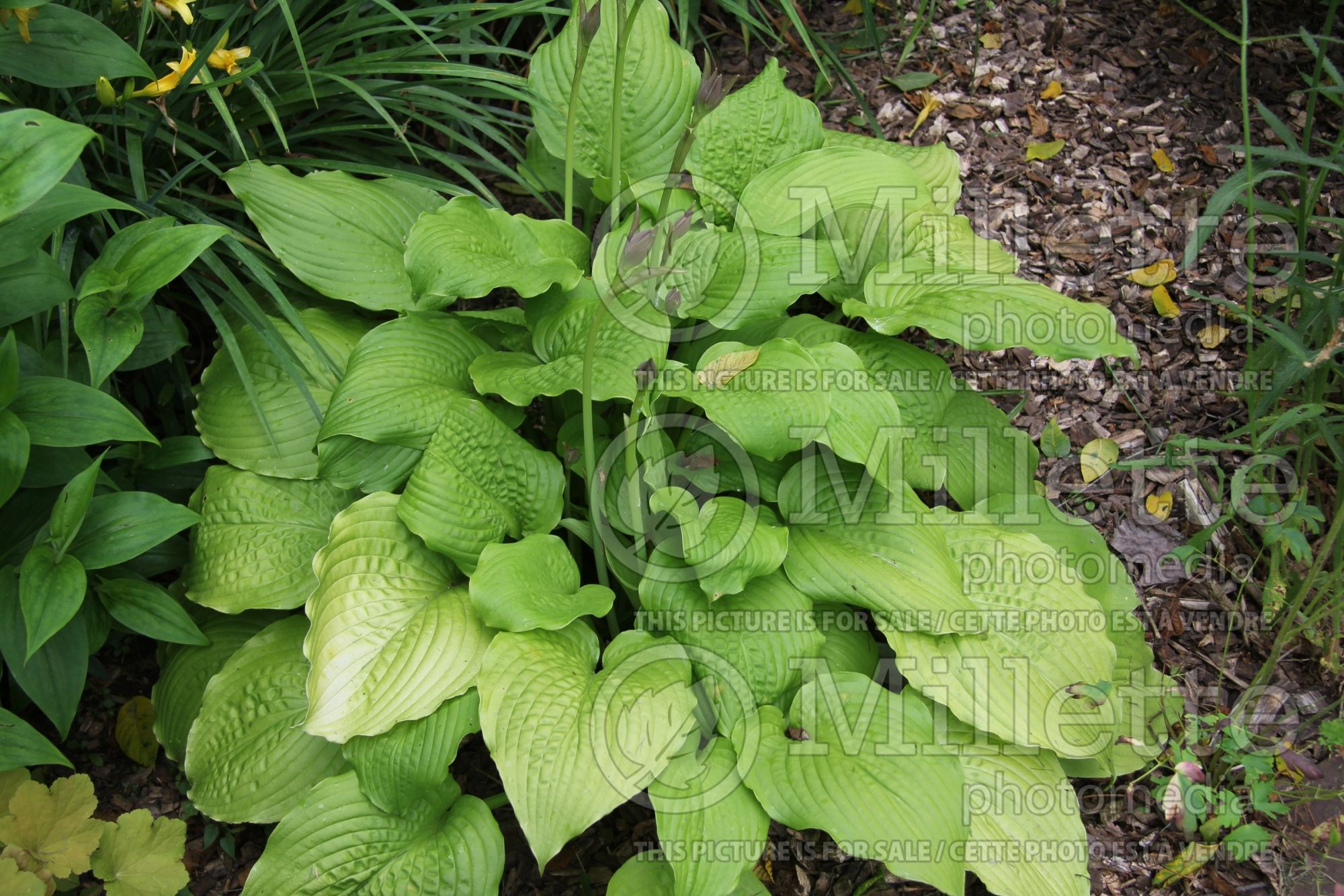 Hosta Dawn's Early Light (Hosta funkia august lily) 2