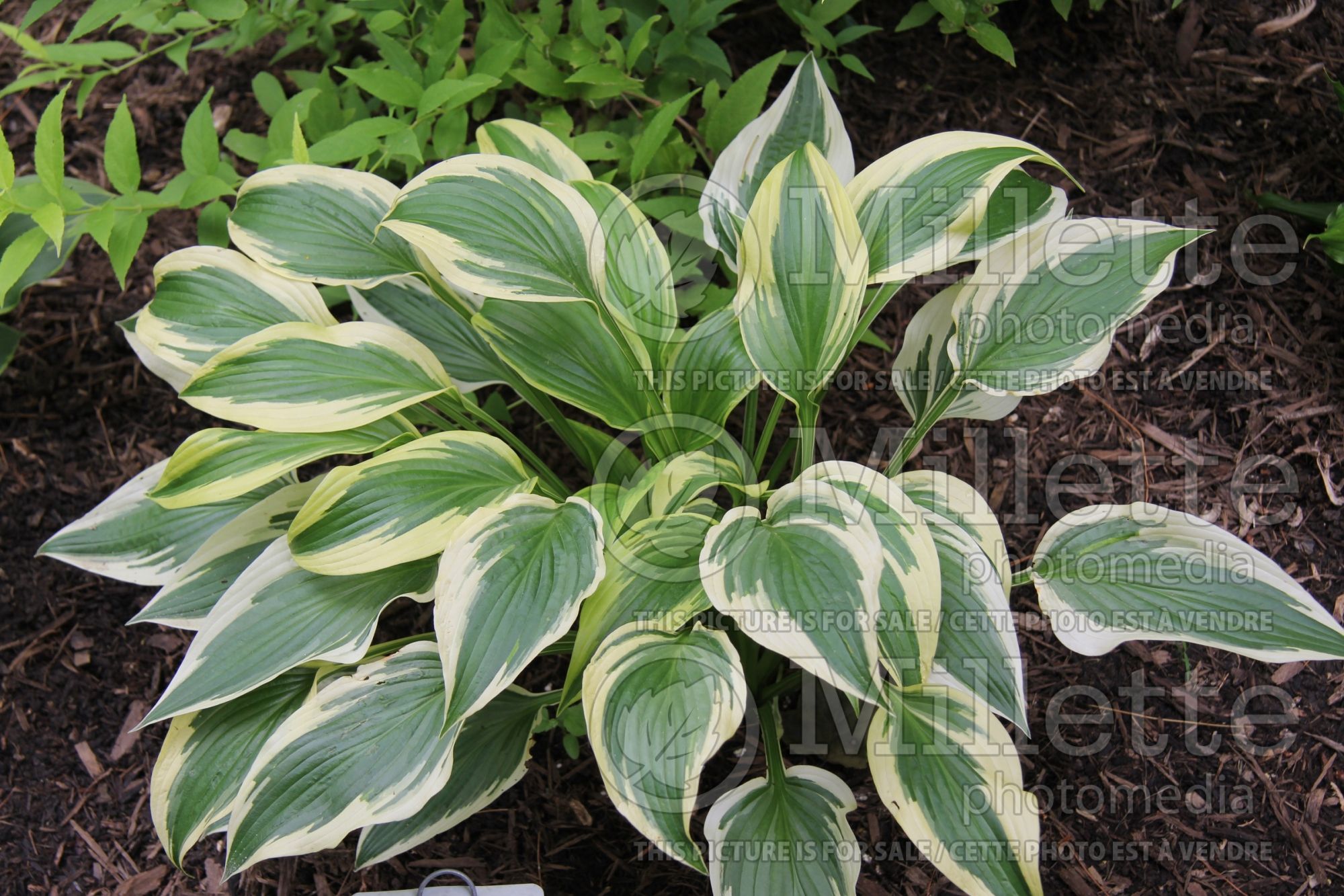 Hosta Deep Space Nine (Hosta funkia august lily) 2