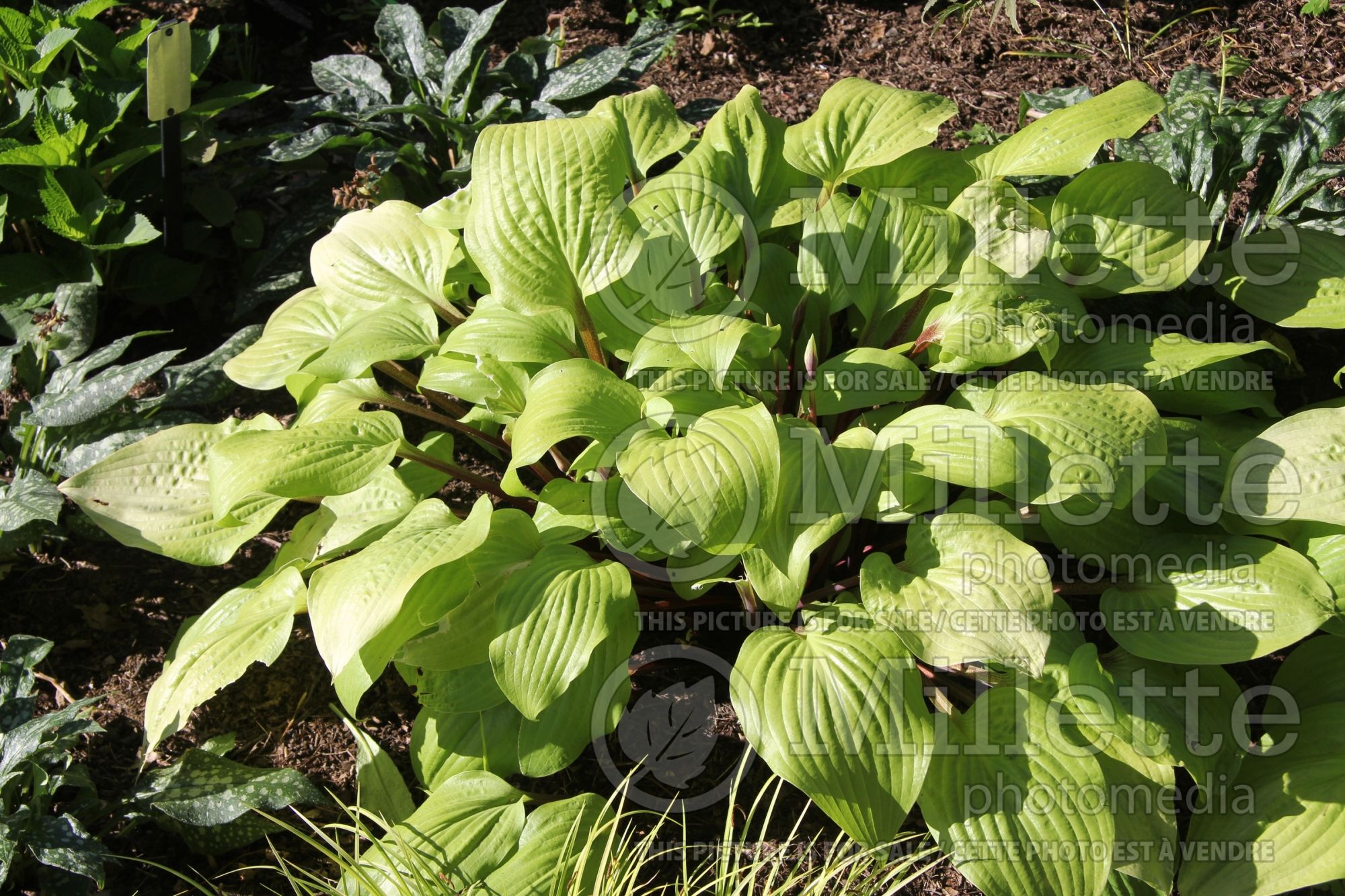Hosta Designer Genes (Hosta funkia august lily) 1