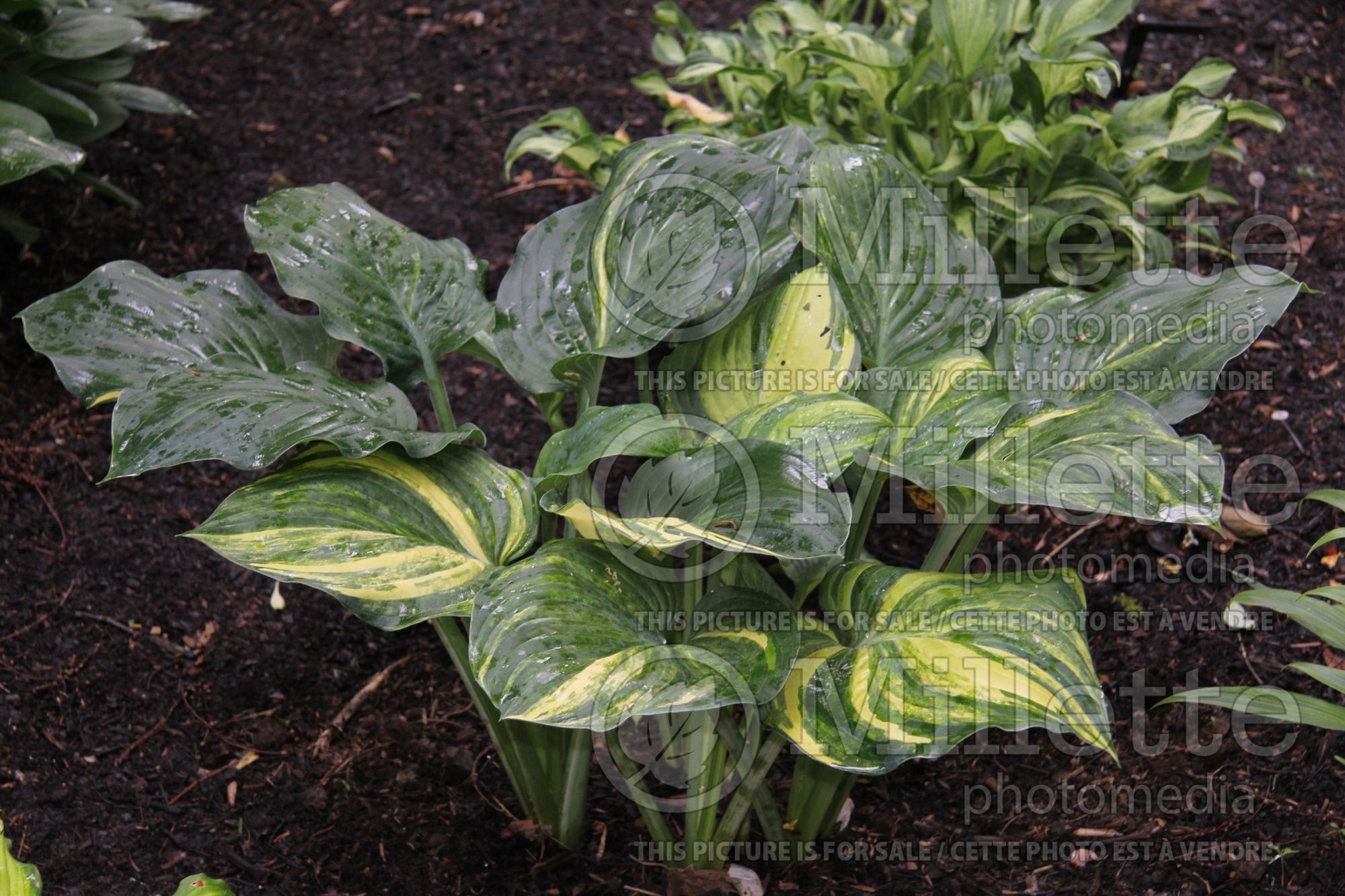 Hosta Fickle Blue Genes (Hosta funkia august lily) 2