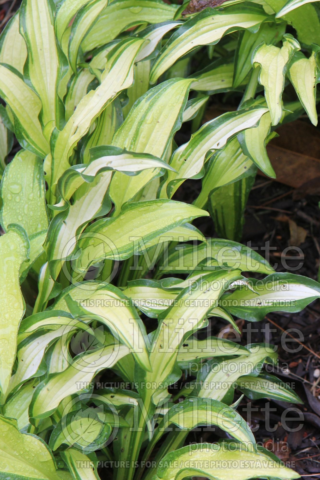 Hosta First Mate (Hosta funkia august lily) 4