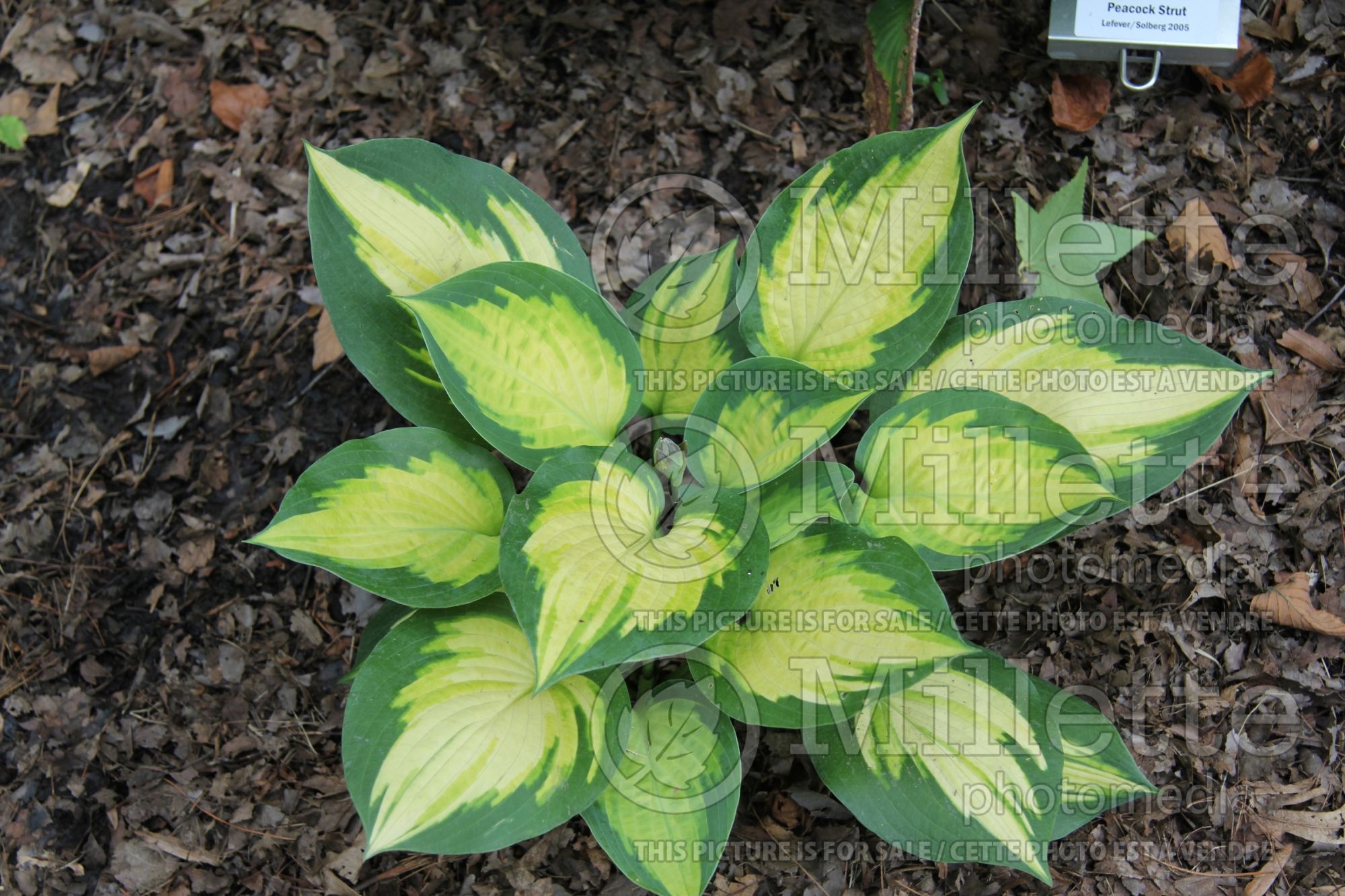 Hosta Forbidden Fruit (Hosta funkia august lily) 5