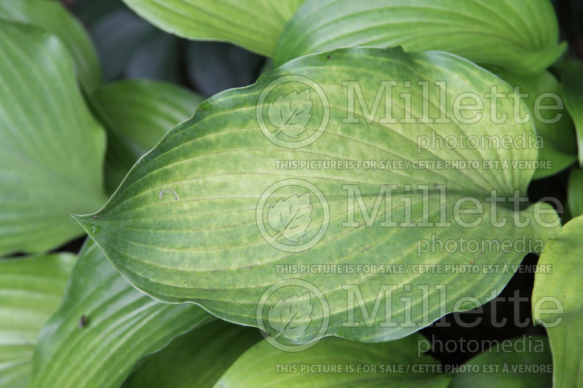 Hosta Funky Monkey (Hosta funkia august lily) 2