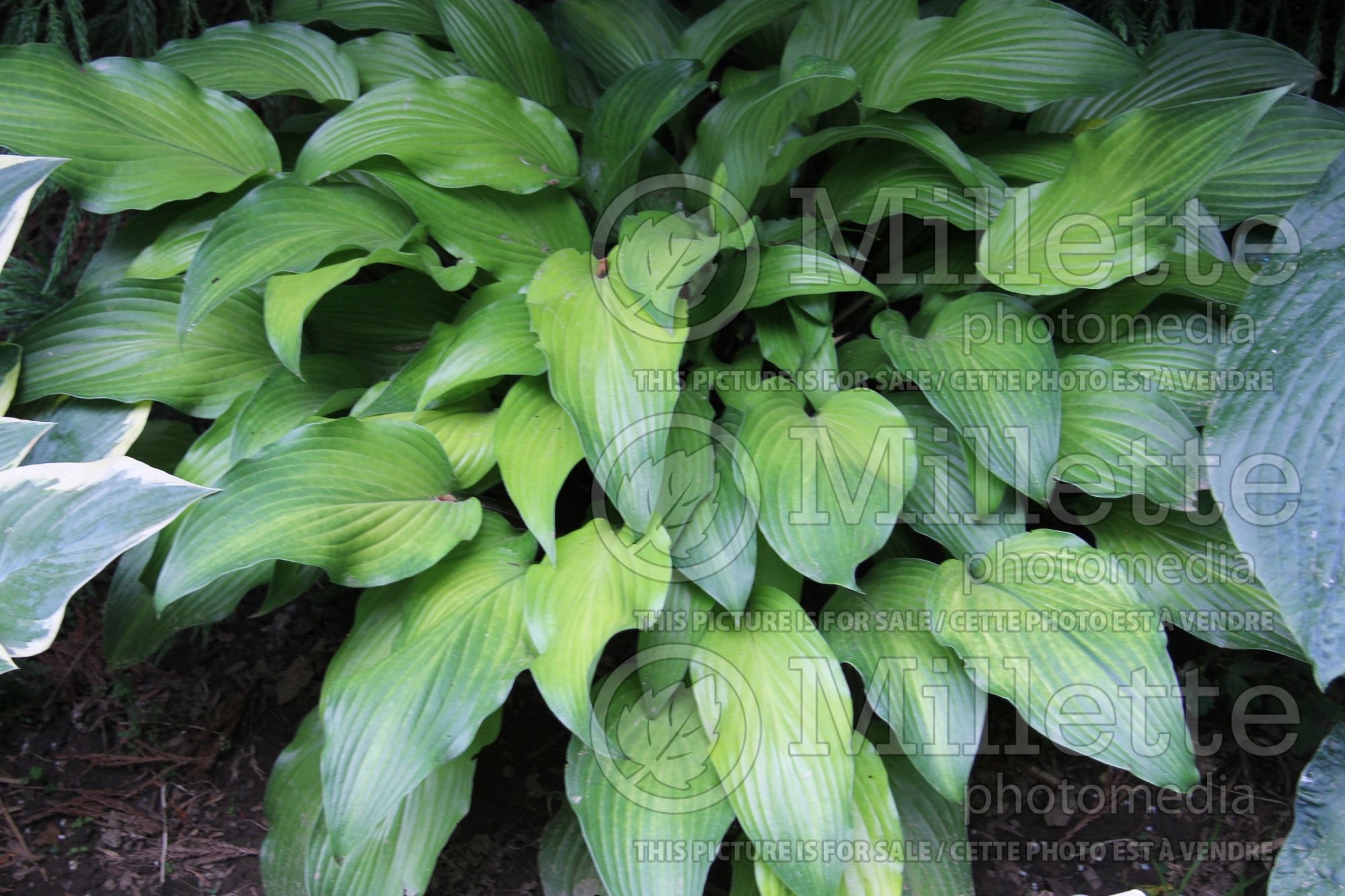 Hosta Funky Monkey (Hosta funkia august lily) 3