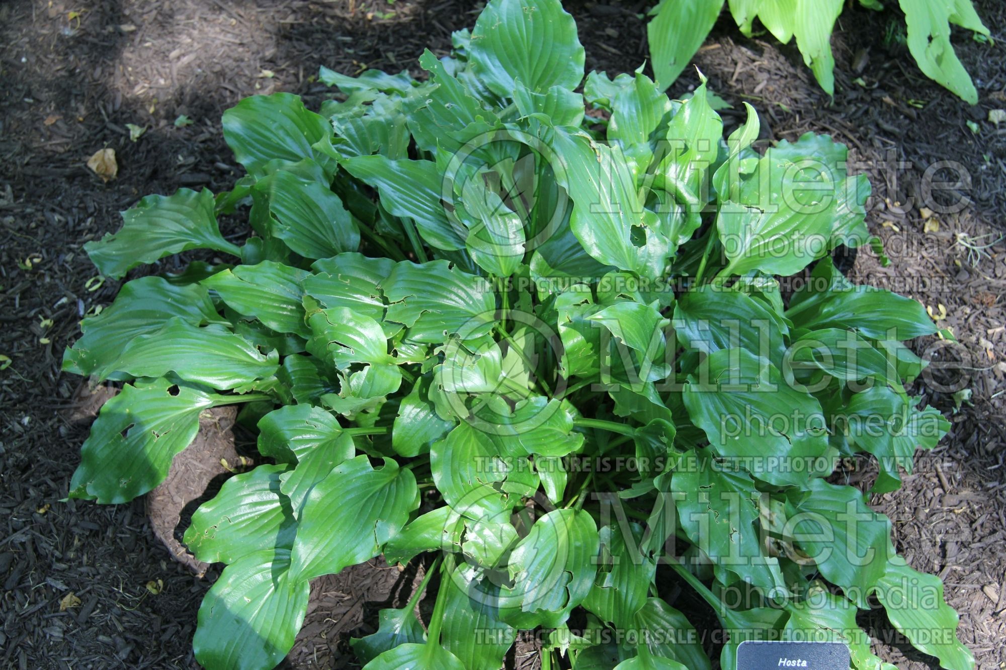 Hosta Get Nekkid (Hosta funkia august lily) 1