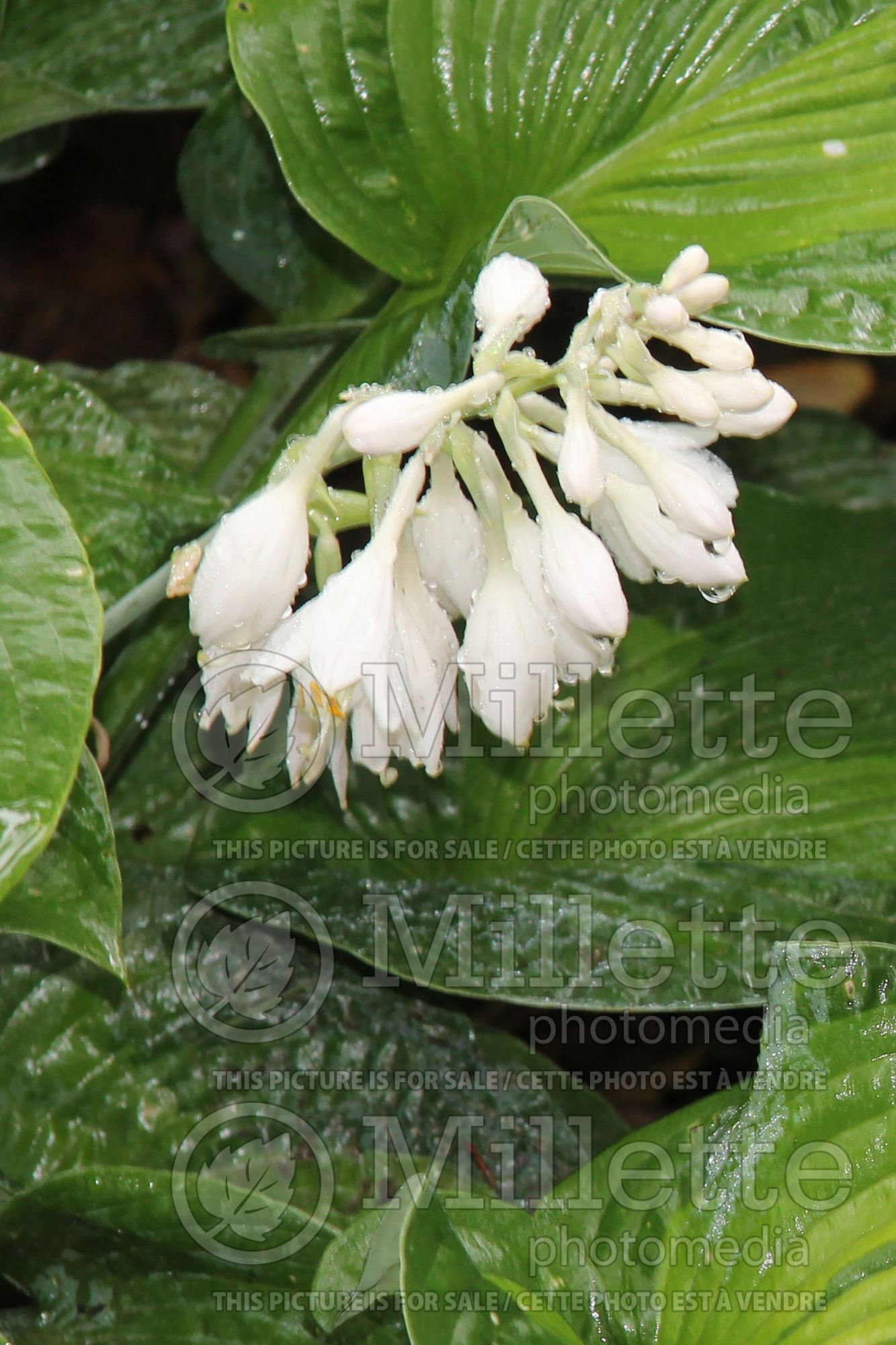 Hosta Golden Meadows (Hosta funkia august lily) 5