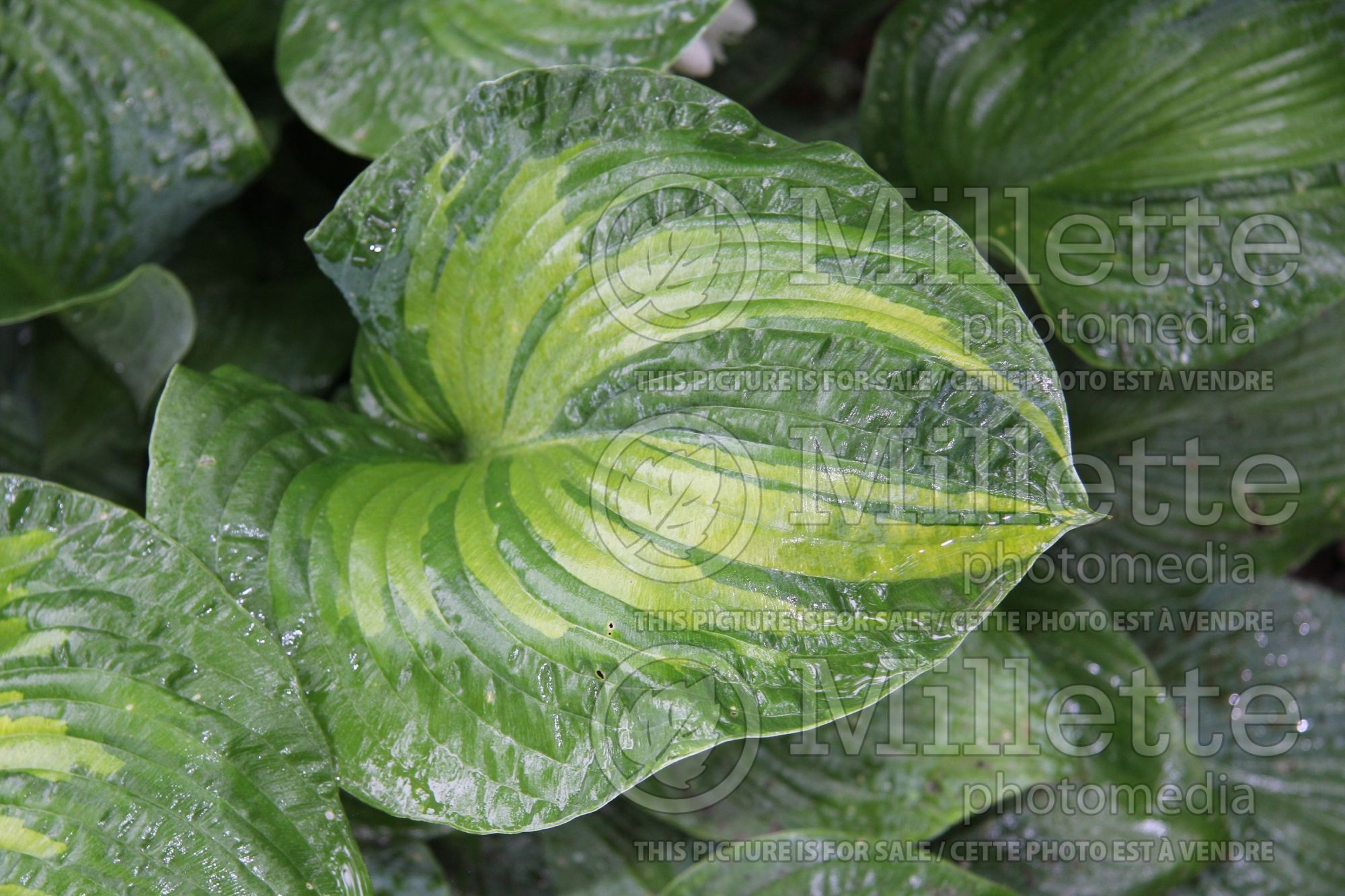 Hosta Golden Meadows (Hosta funkia august lily) 3