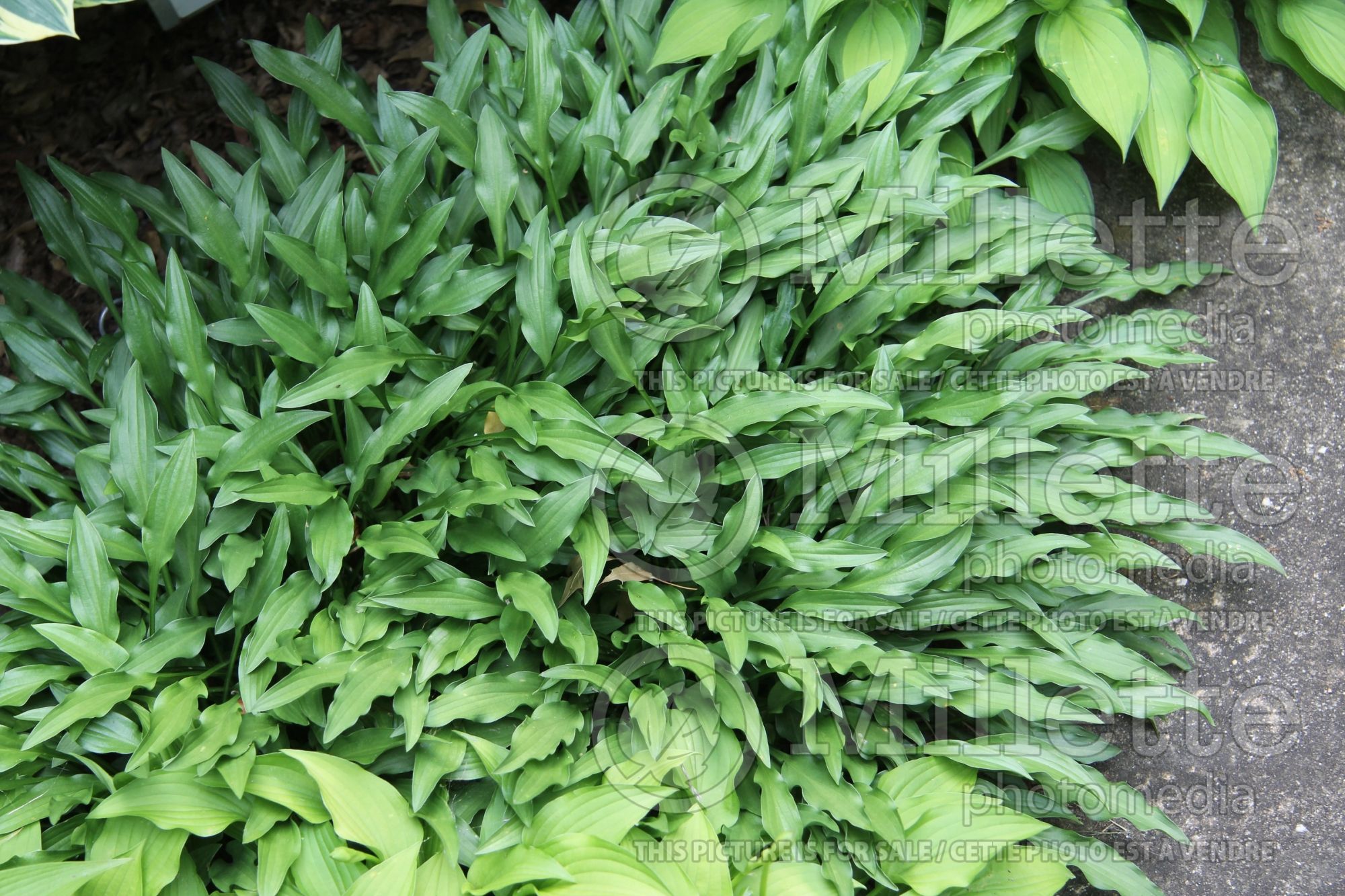 Hosta gracillima aka Hime Iwa Giboshi (Hosta funkia august lily) 2