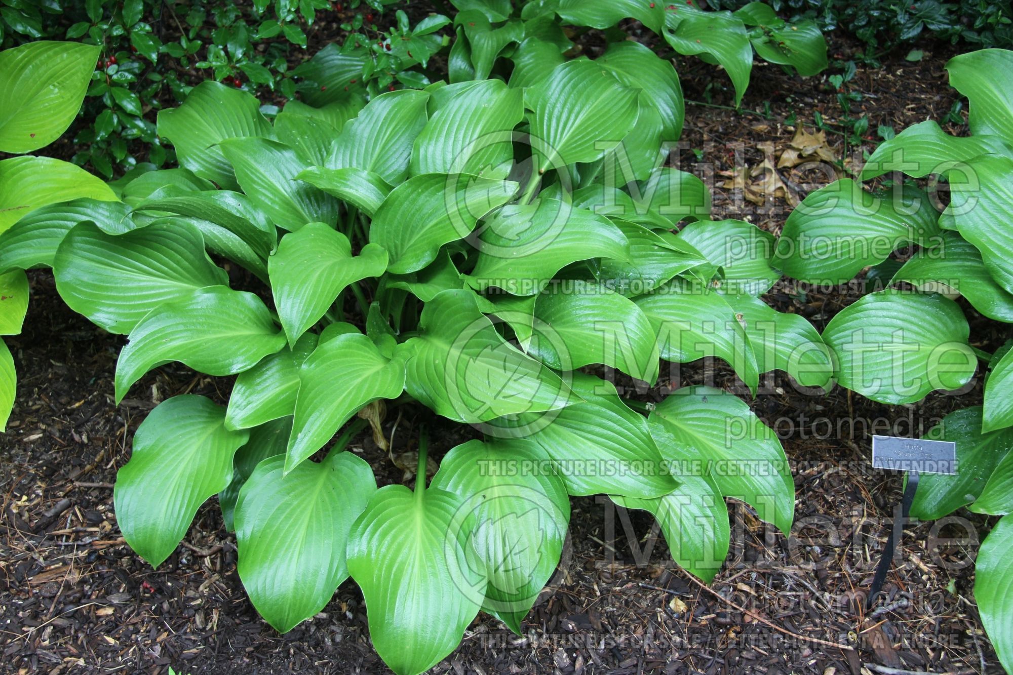 Hosta Grape Fizz (Hosta funkia august lily) 2