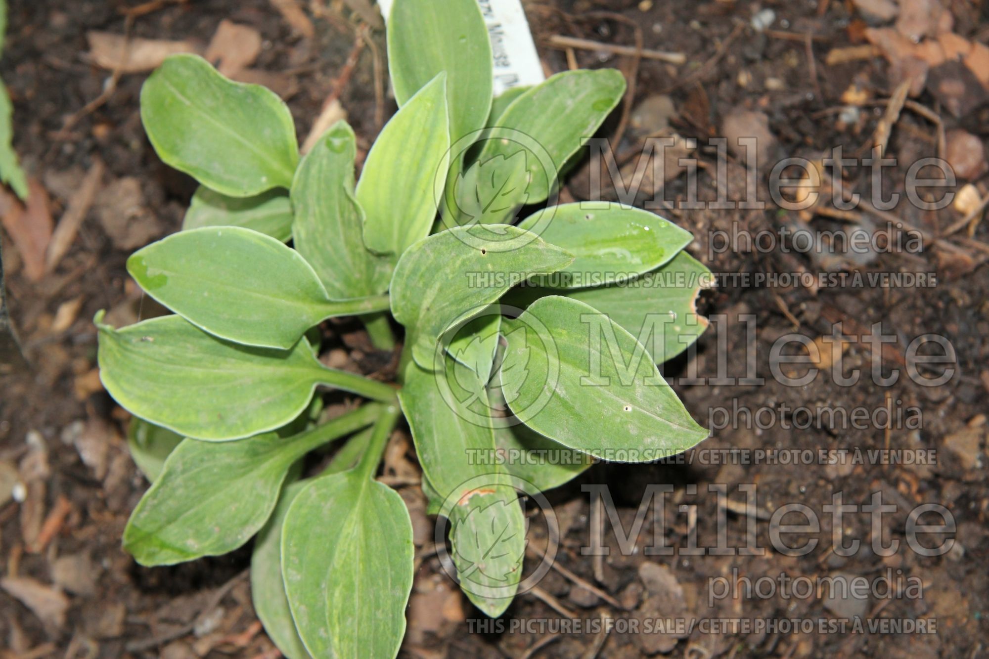 Hosta Hanjas Crazy Mouse (Hosta funkia august lily) 1