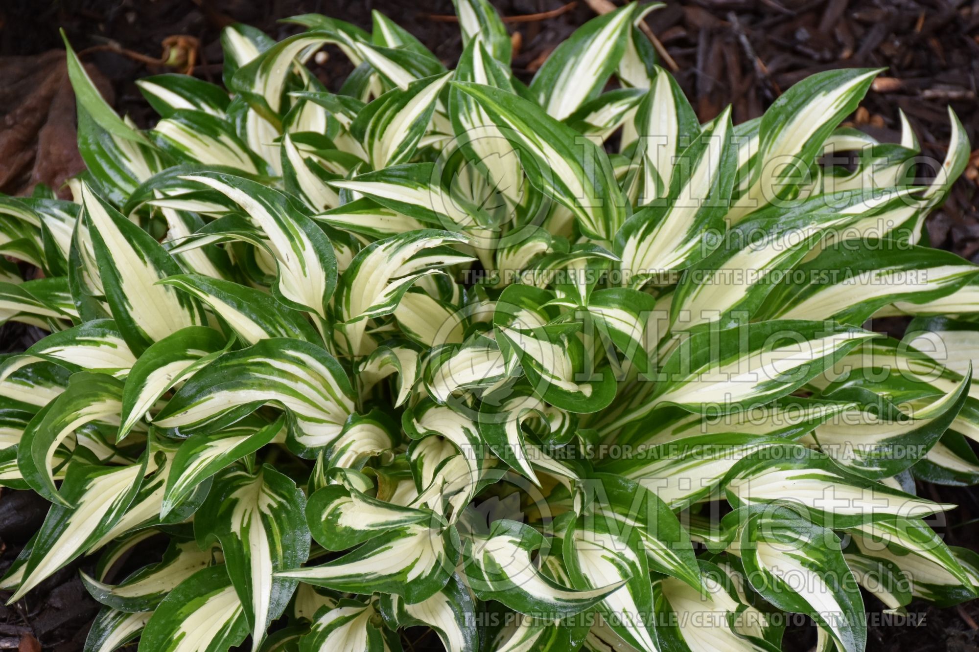 Hosta Hideout (Hosta funkia august lily) 5