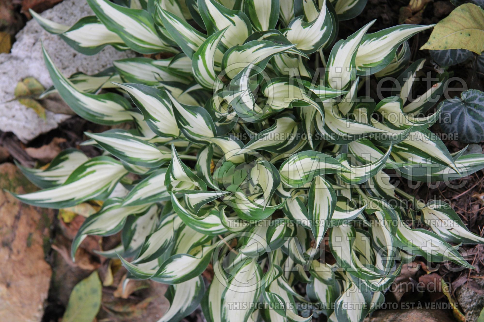 Hosta Hideout (Hosta funkia august lily) 3