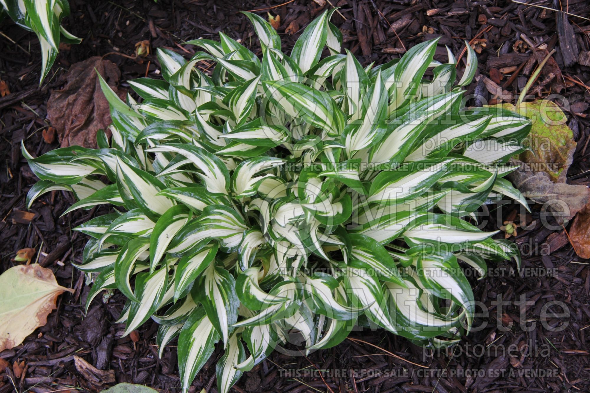 Hosta Hideout (Hosta funkia august lily) 4