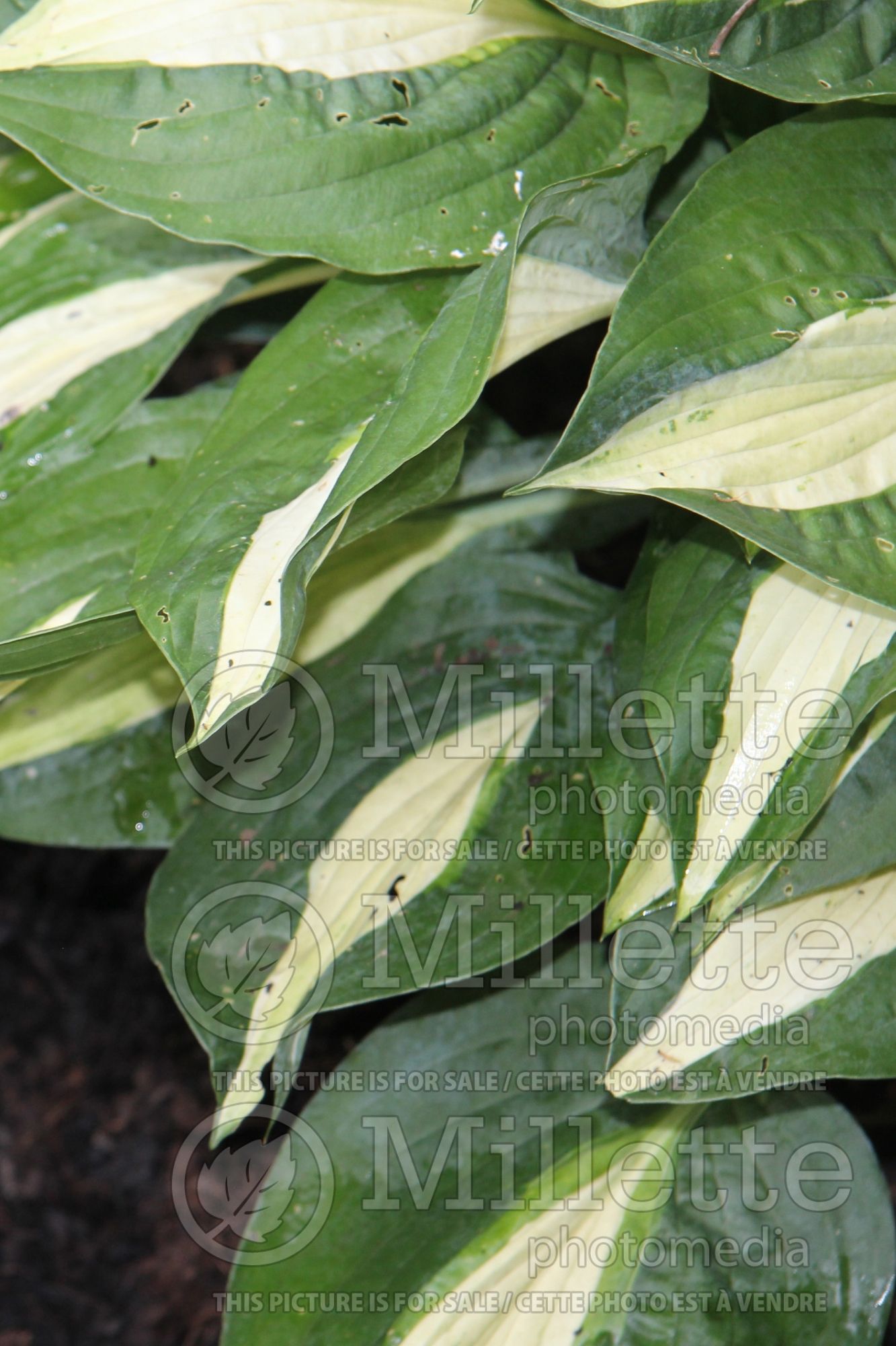 Hosta High Fashion (Hosta funkia august lily) 1