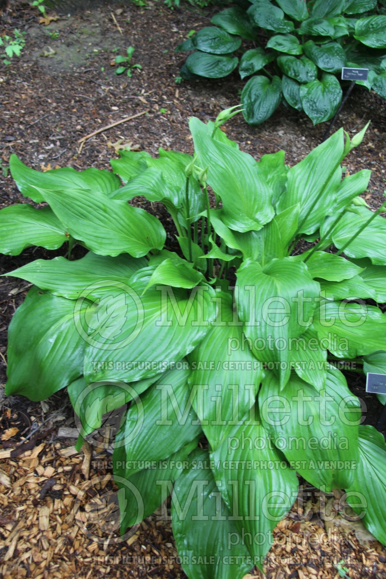 Hosta Hirao Majesty (Hosta funkia august lily) 2
