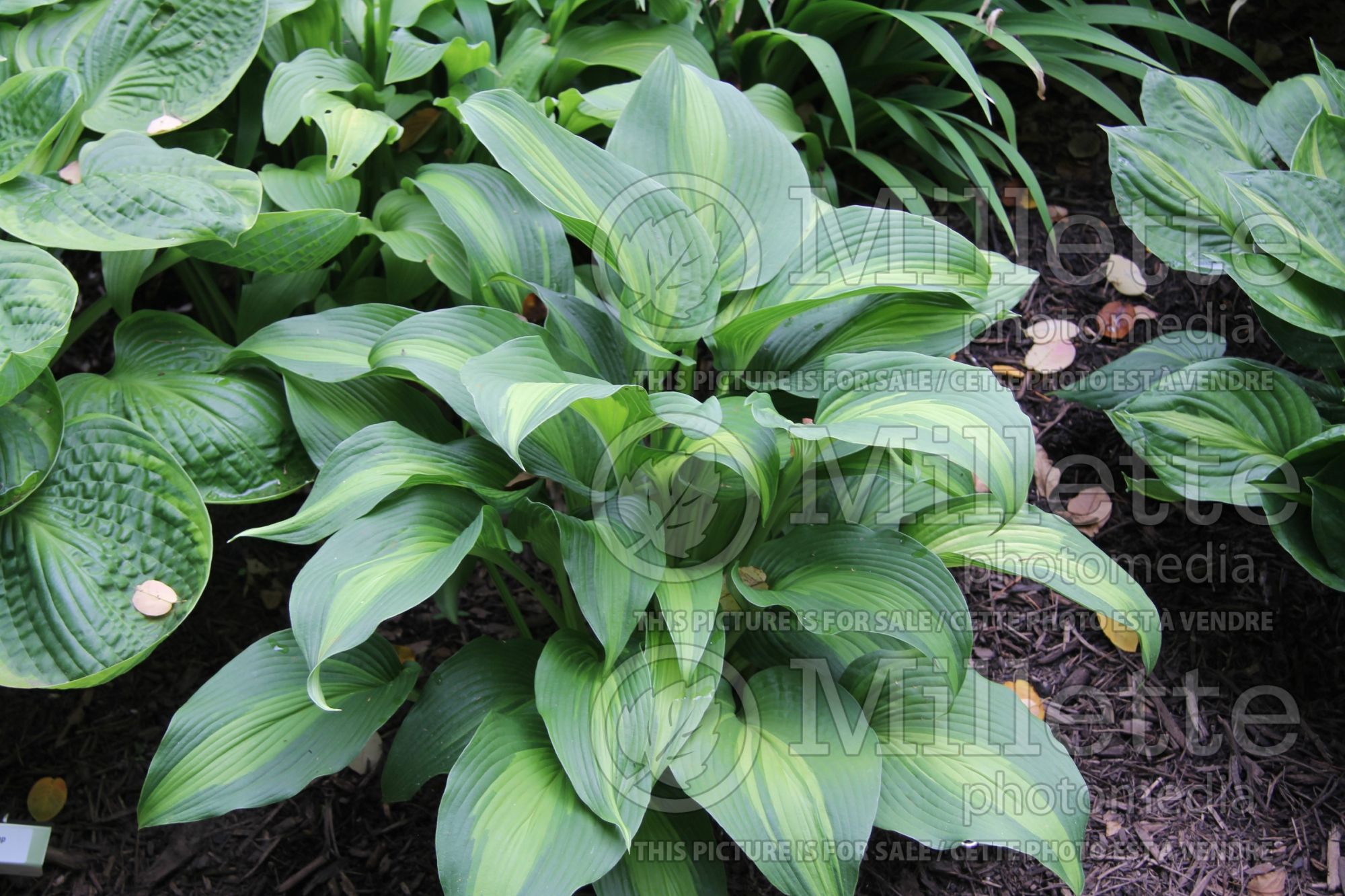 Hosta Hollywood Lights (Hosta funkia august lily) 3