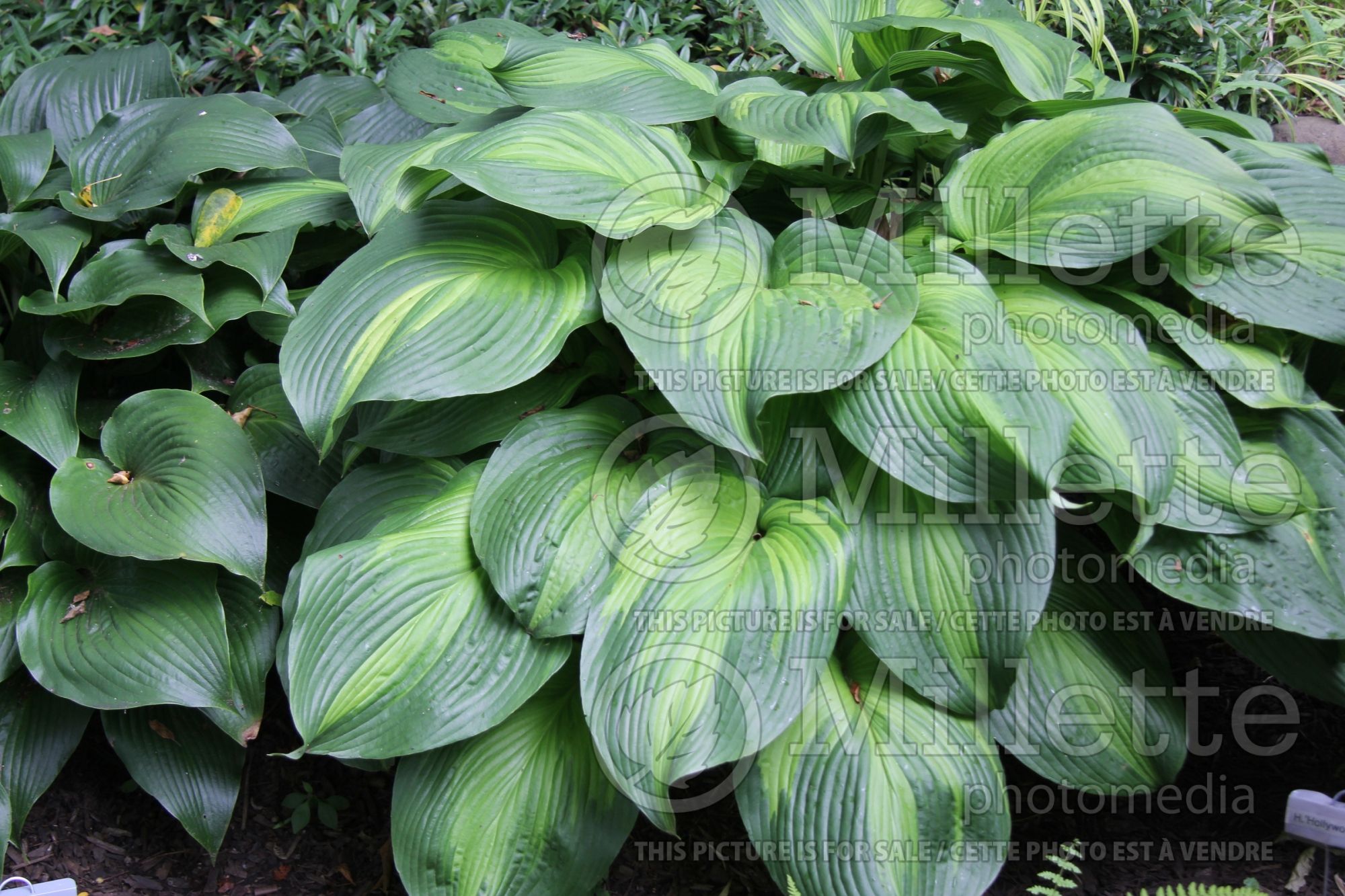 Hosta Hollywood Lights (Hosta funkia august lily) 4