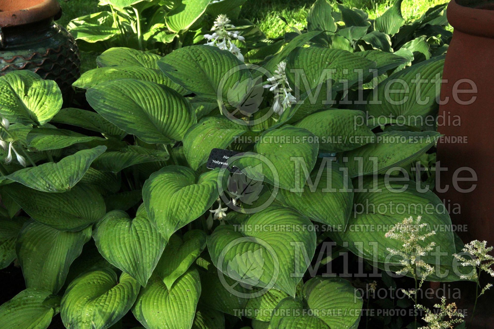 Hosta Hollywood Lights (Hosta funkia august lily) 5