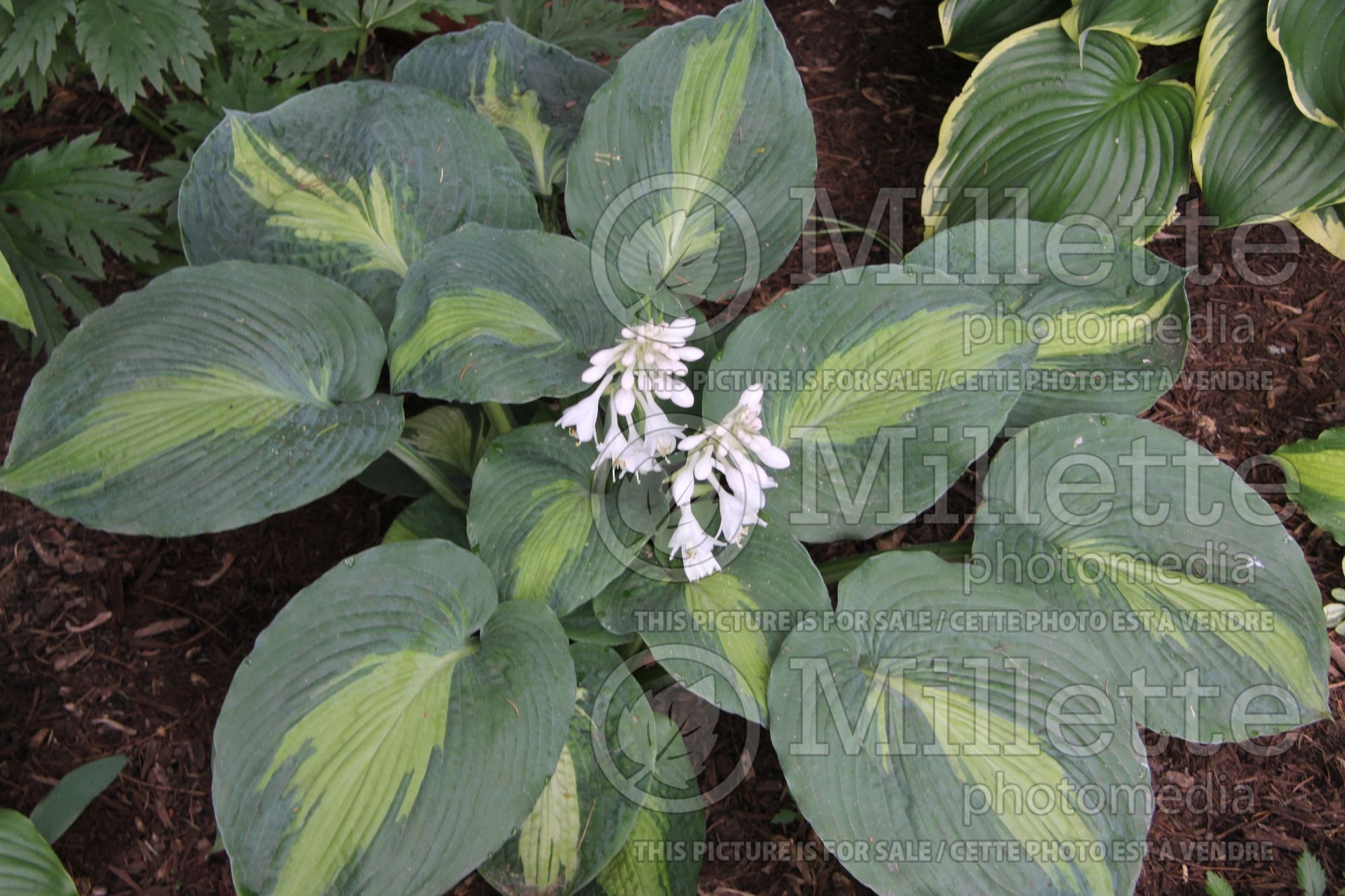 Hosta Hudson Bay (Hosta funkia august lily) 2
