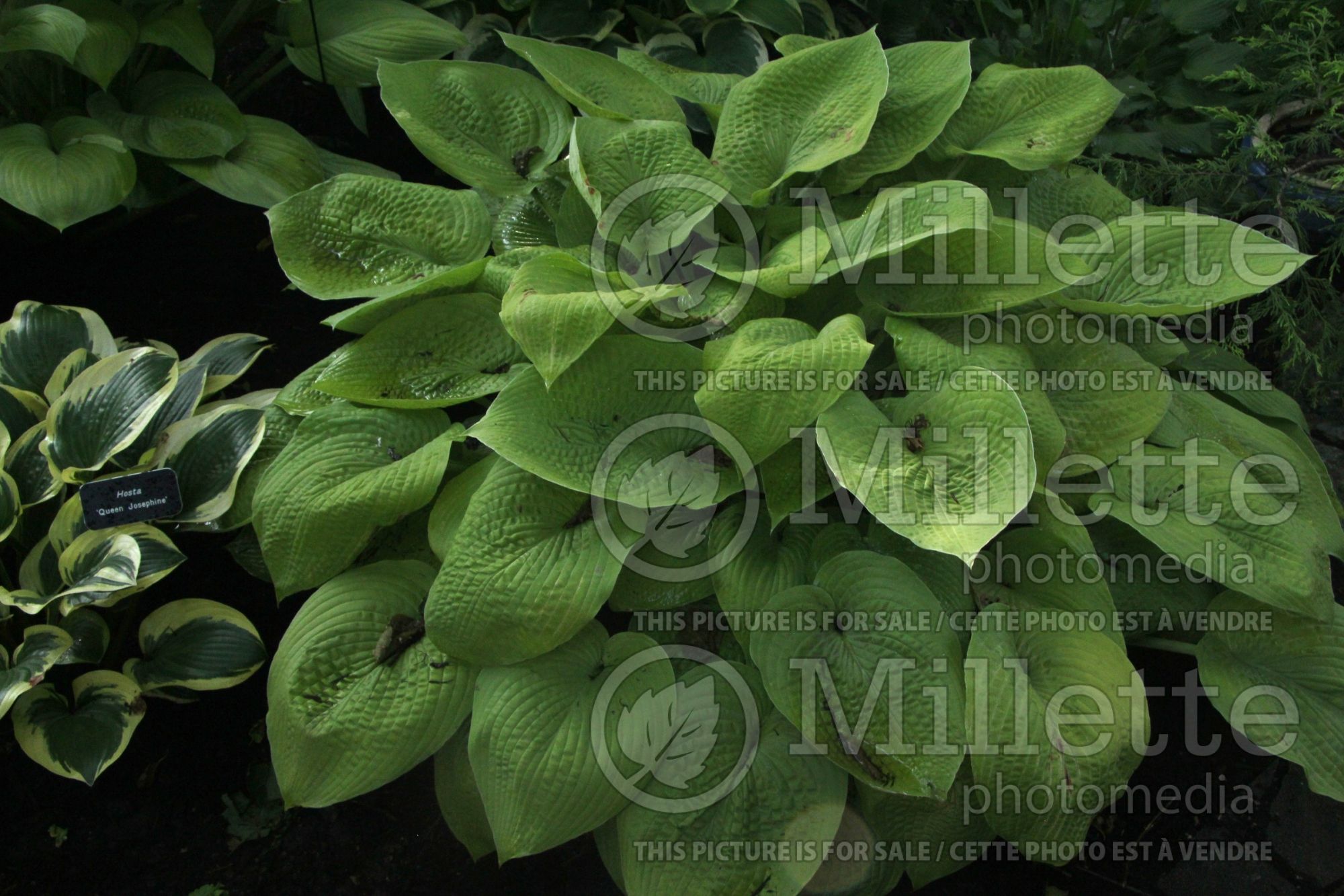 Hosta Innisglow (Hosta funkia august lily) 1