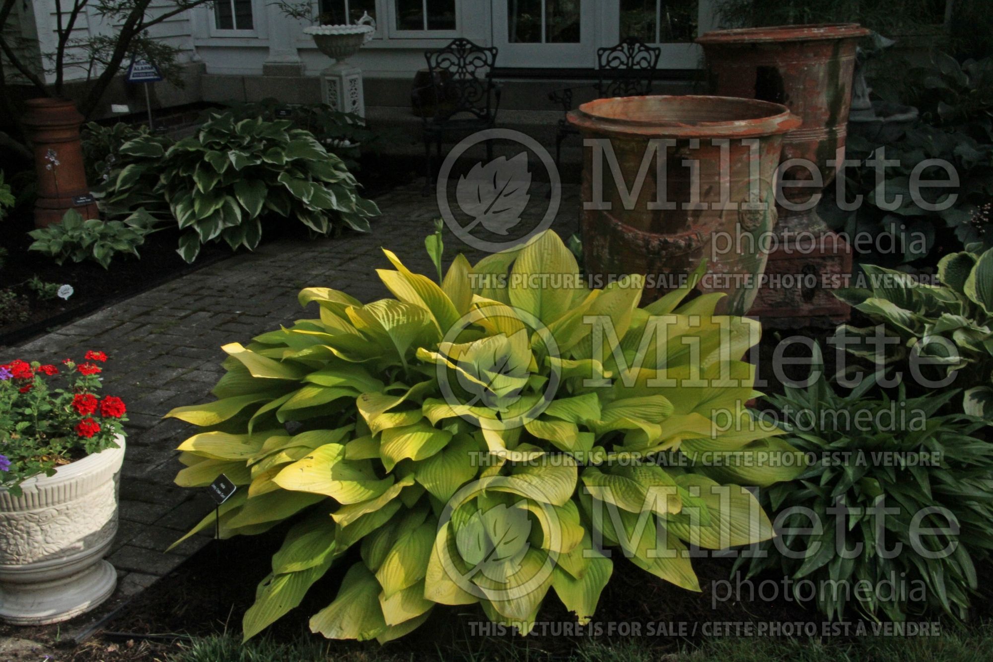 Hosta Jimmy Crack Corn (Hosta funkia august lily) 1