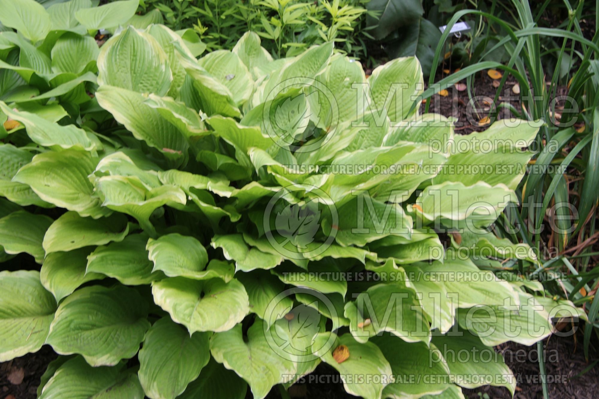 Hosta Jujen (Hosta funkia august lily) 1