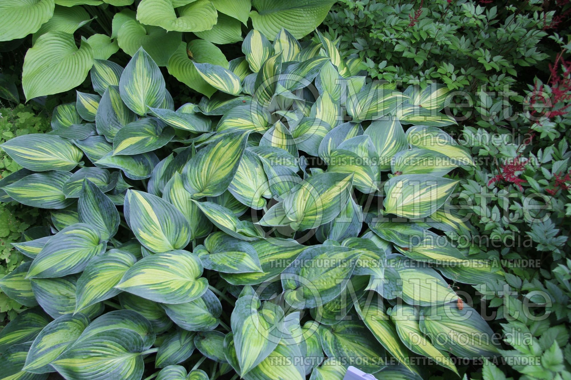 Hosta June (Hosta funkia august lily) 6