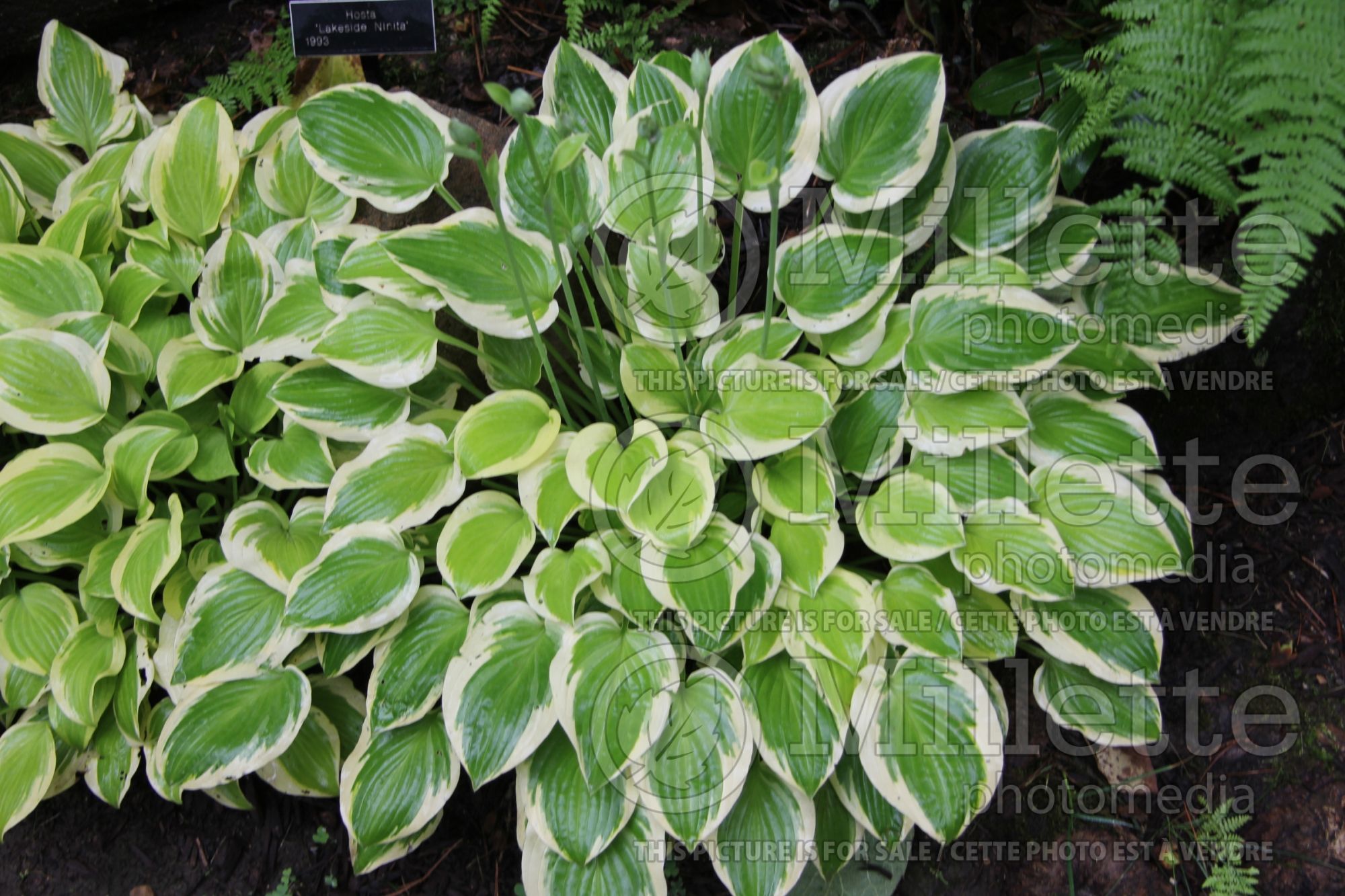 Hosta Lakeside Ninita (Hosta funkia august lily) 1