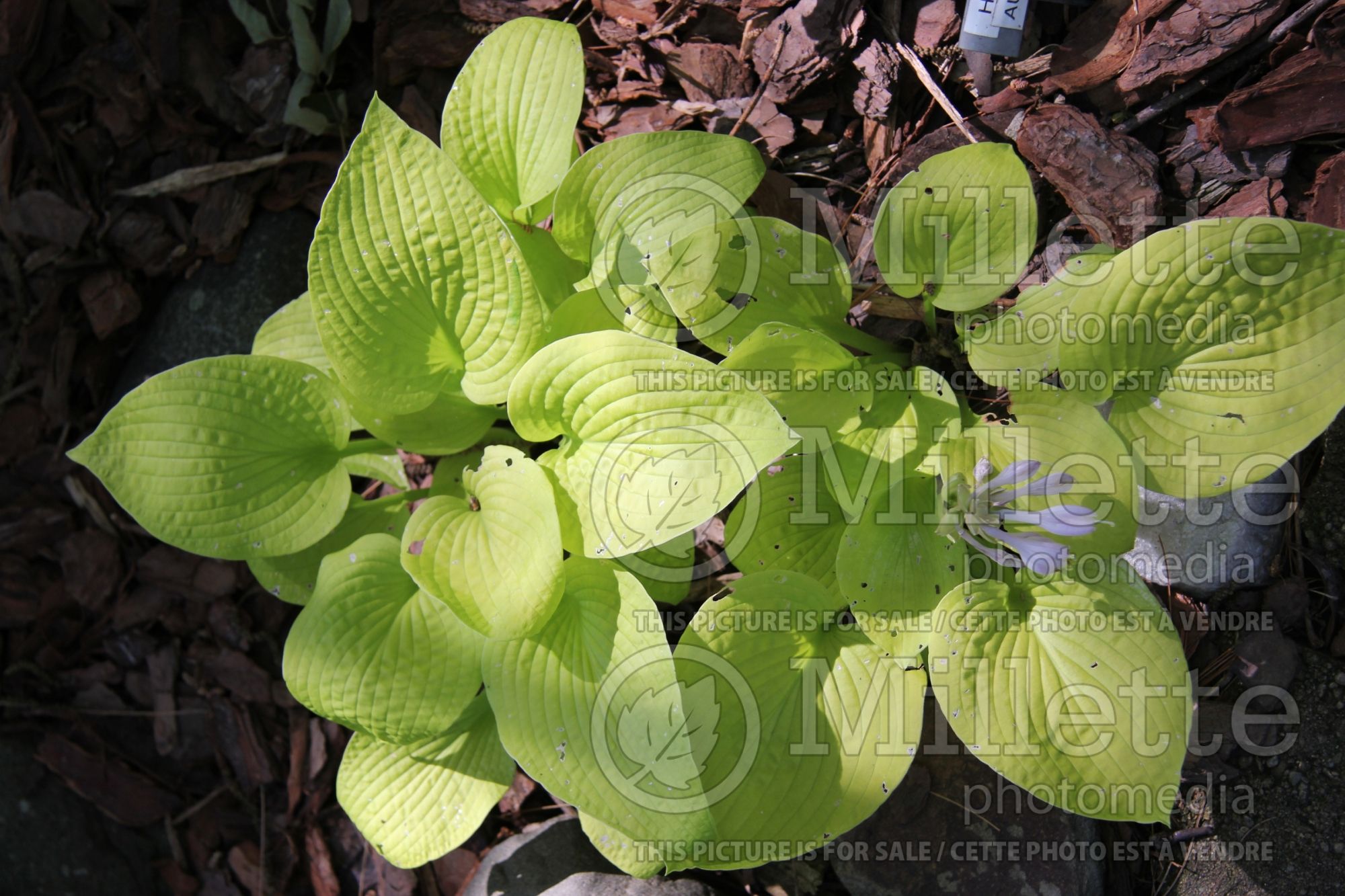 Hosta Little Aurora (Hosta funkia august lily) 2