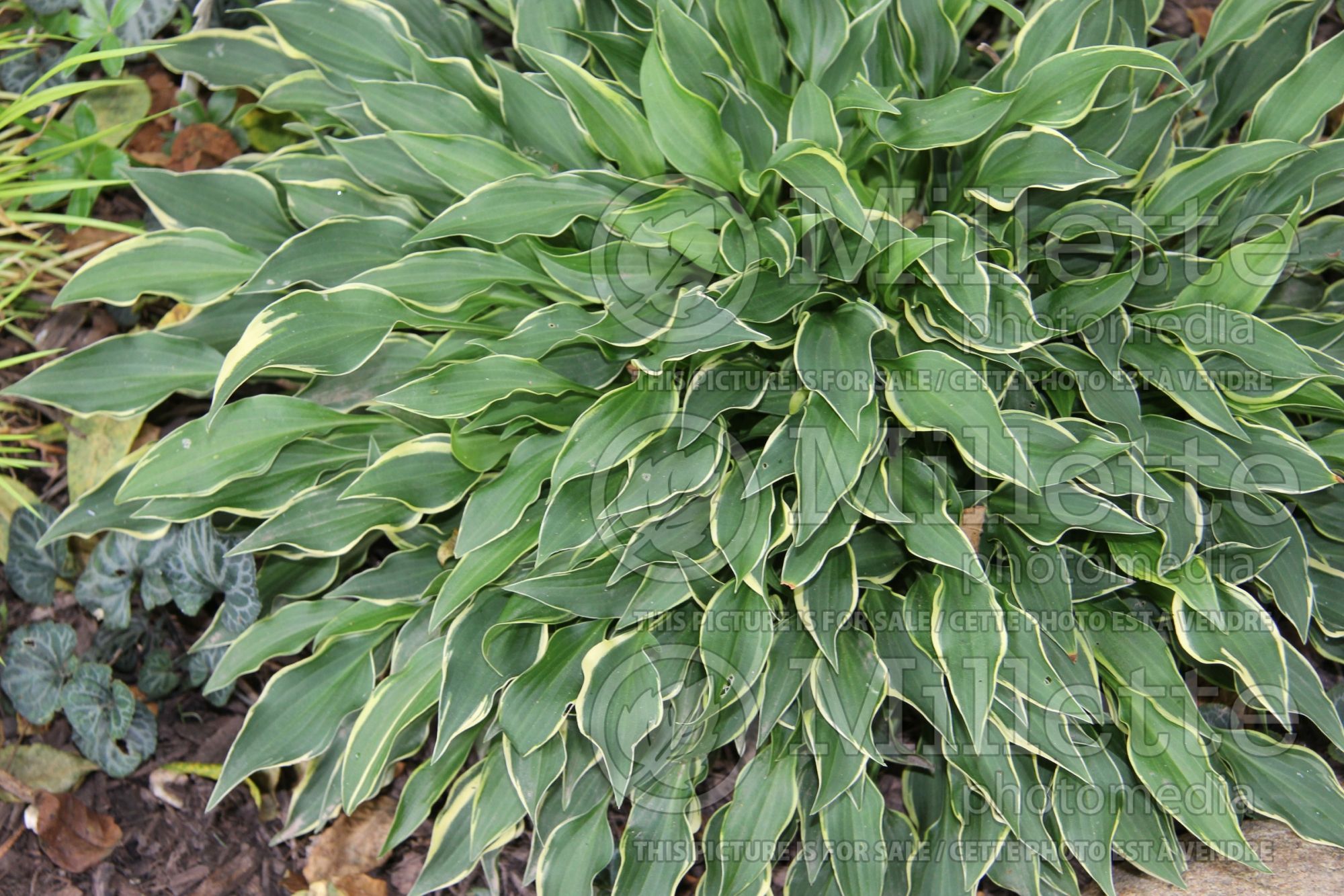 Hosta Little Devil (Hosta funkia august lily) 3