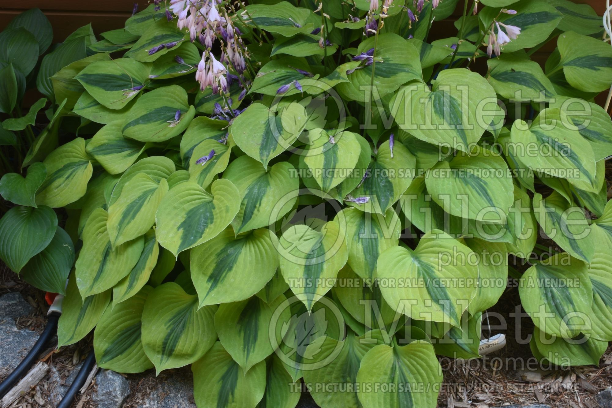 Hosta Luna Moth (Hosta funkia august lily) 2