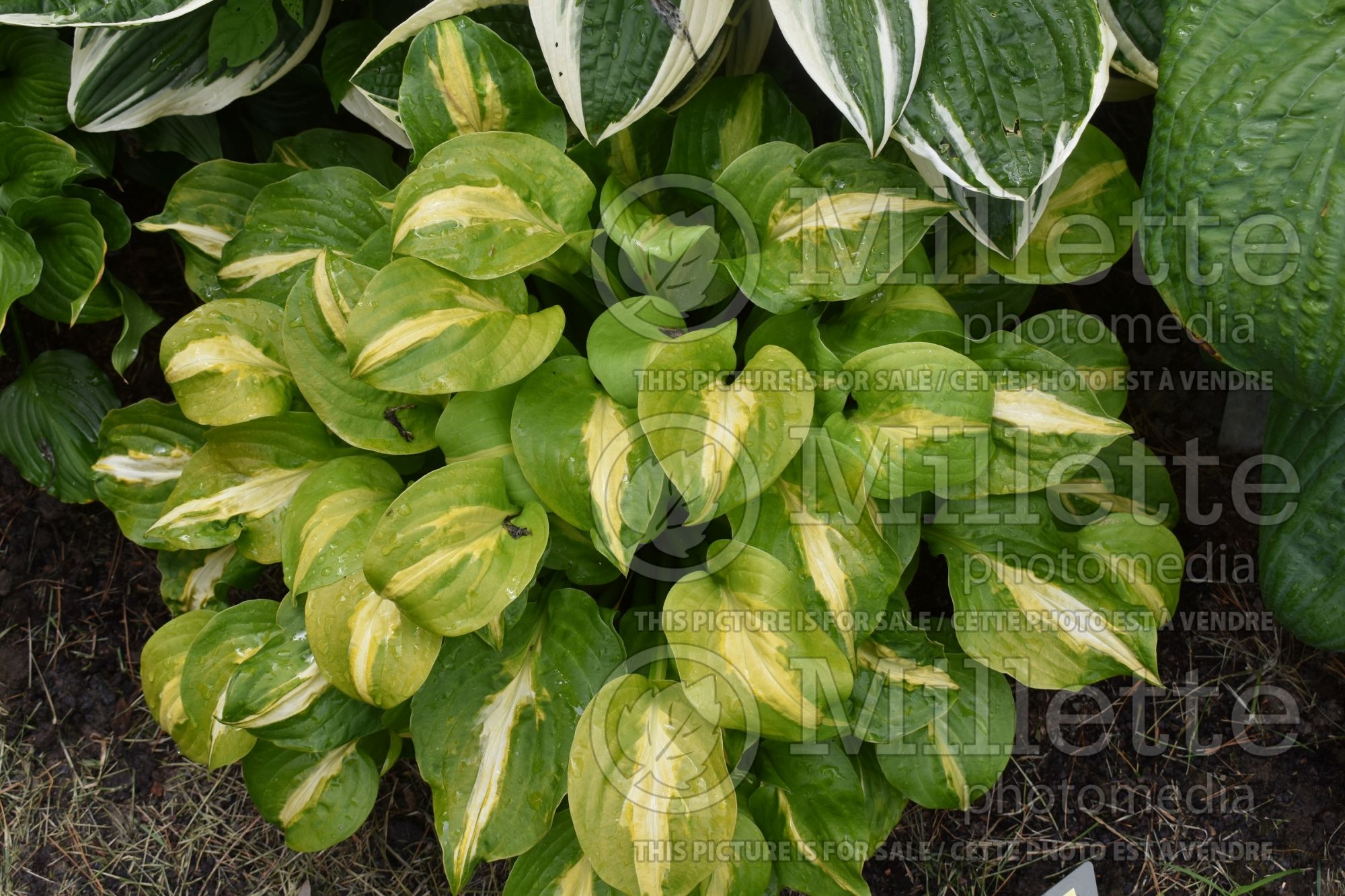 Hosta Mango Tango (Hosta funkia august lily) 4
