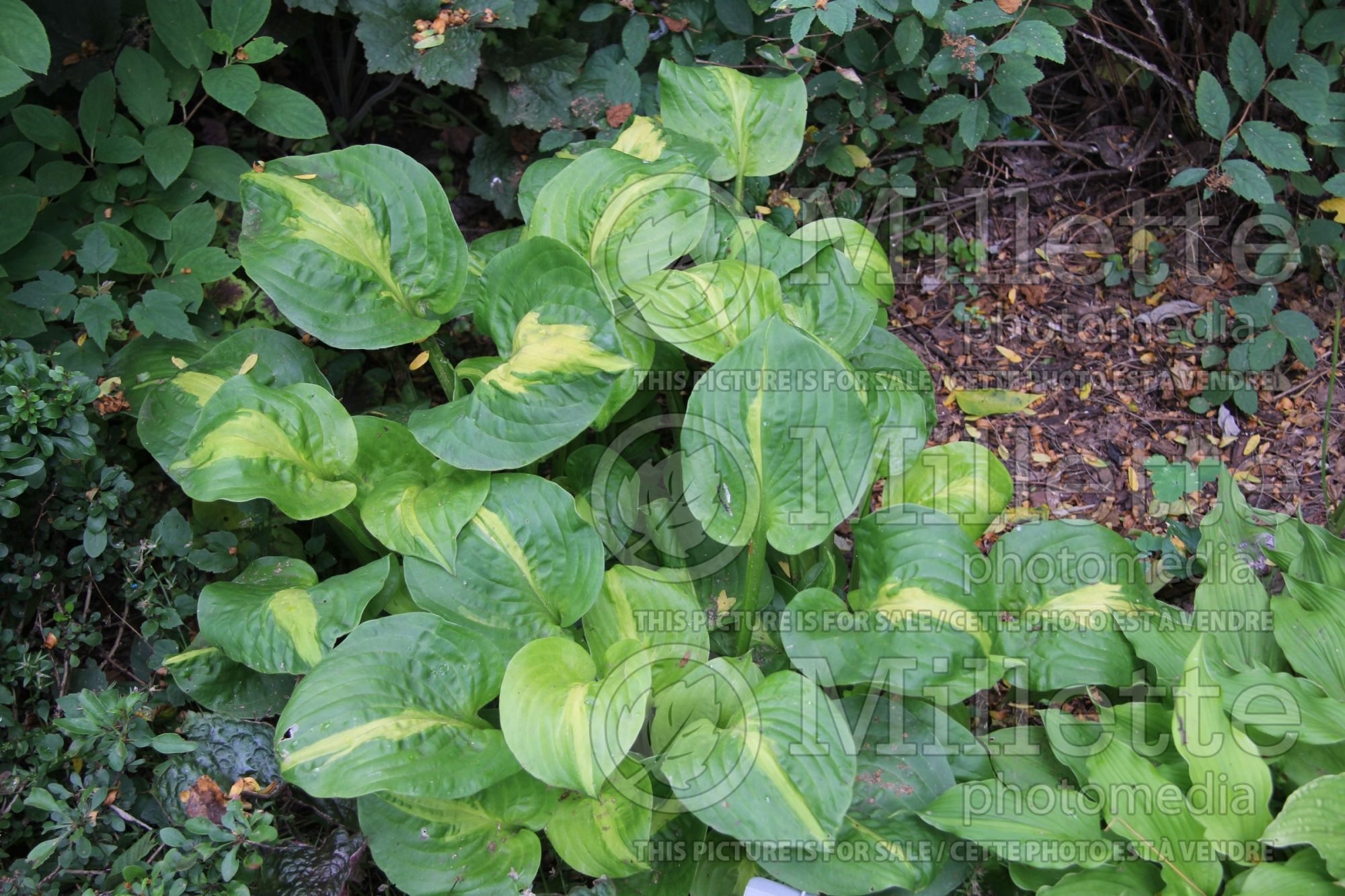 Hosta Mango Tango (Hosta funkia august lily) 2