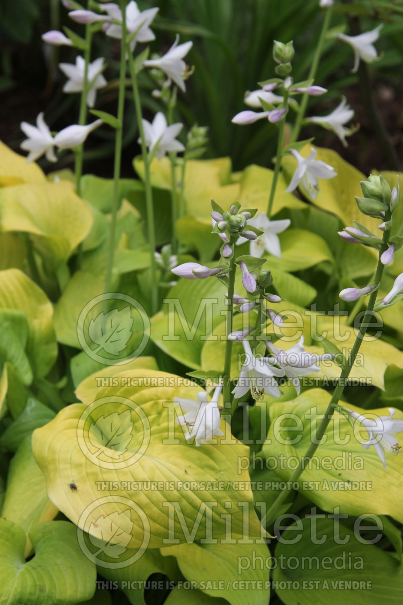 Hosta Marilyn (Hosta funkia august lily) 3