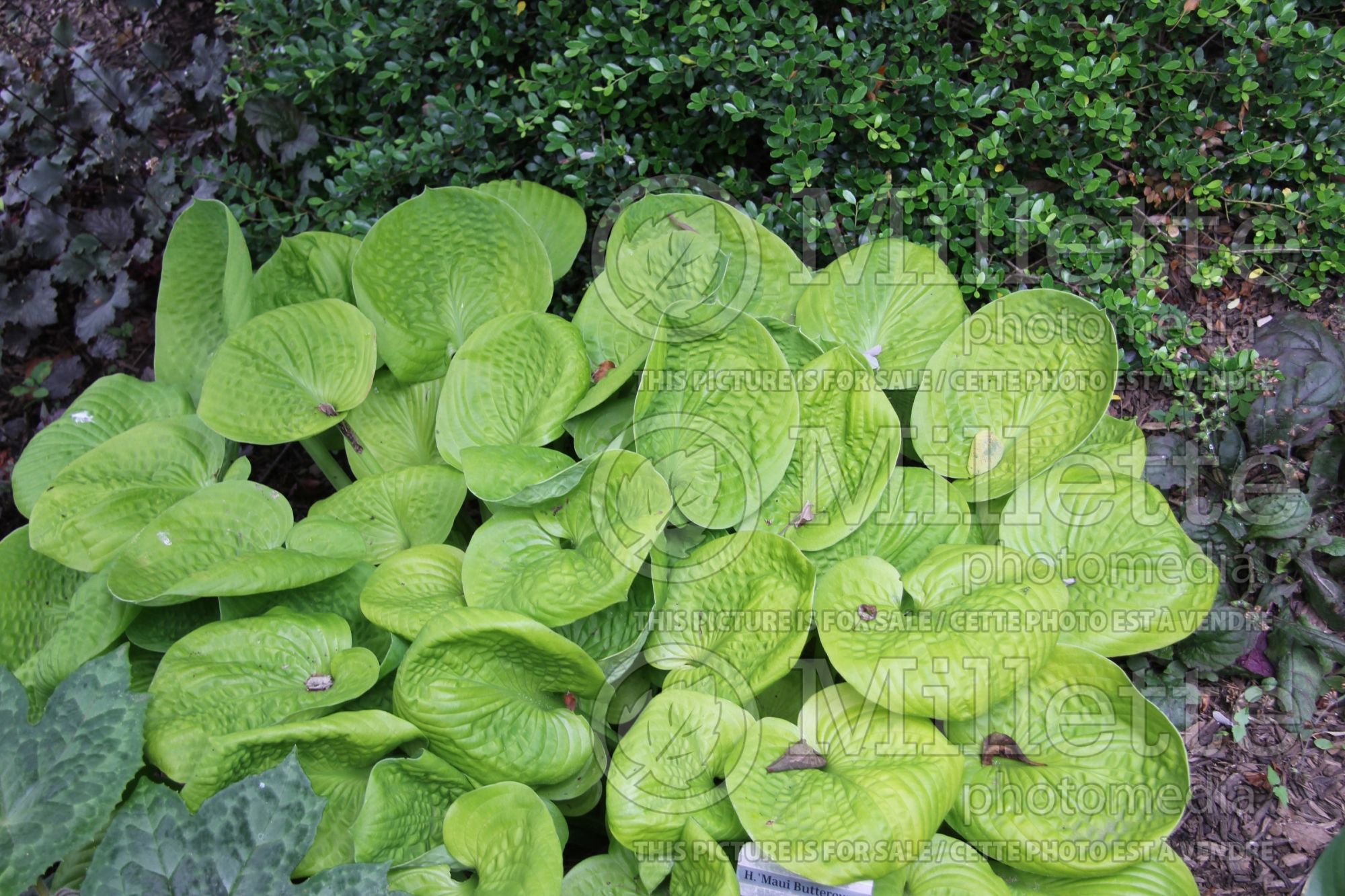 Hosta Maui Buttercups (Hosta funkia august lily) 6