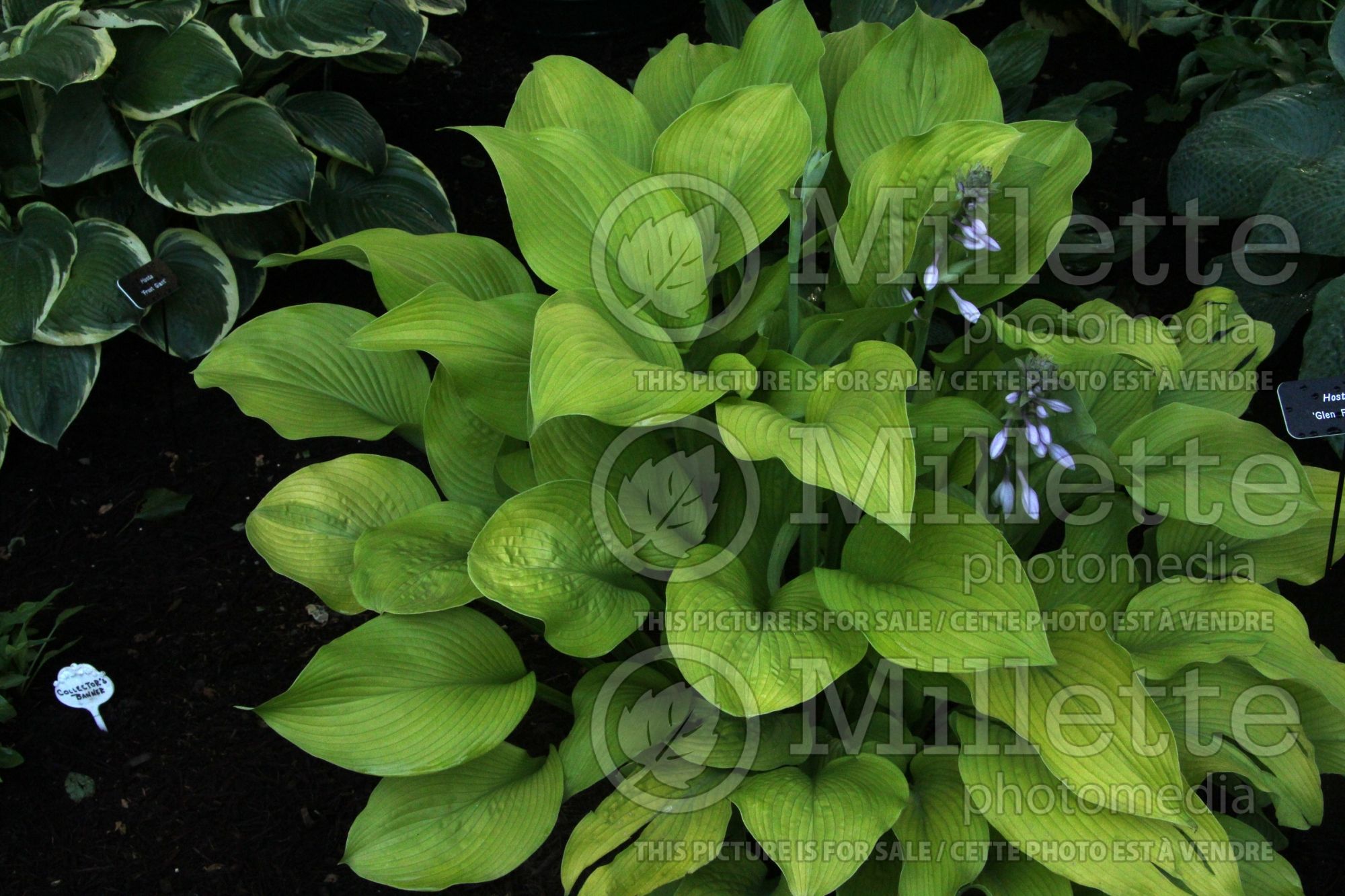 Hosta Metallica (Hosta funkia august lily) 2