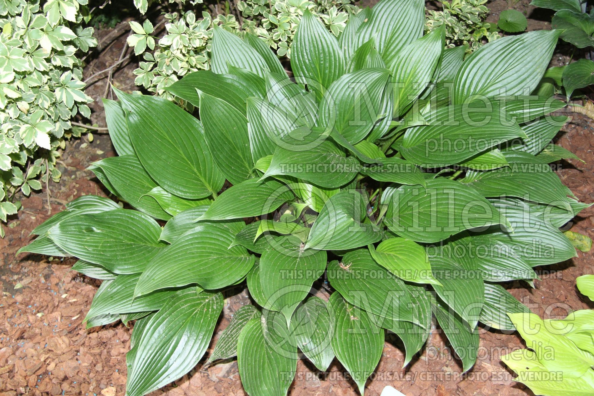 Hosta Miss Grace (Hosta funkia august lily) 1
