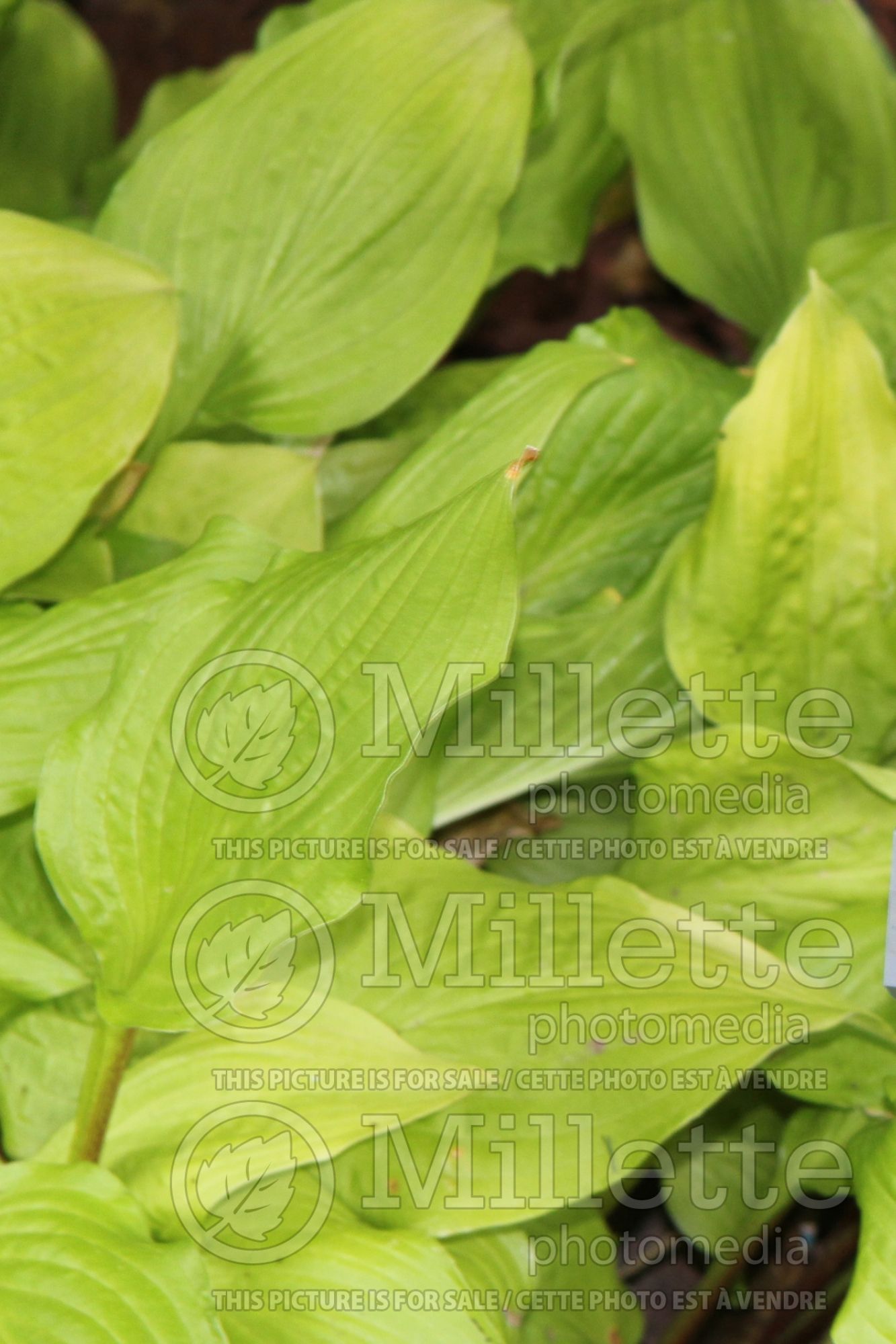 Hosta Miss Susie (Hosta funkia august lily) 2