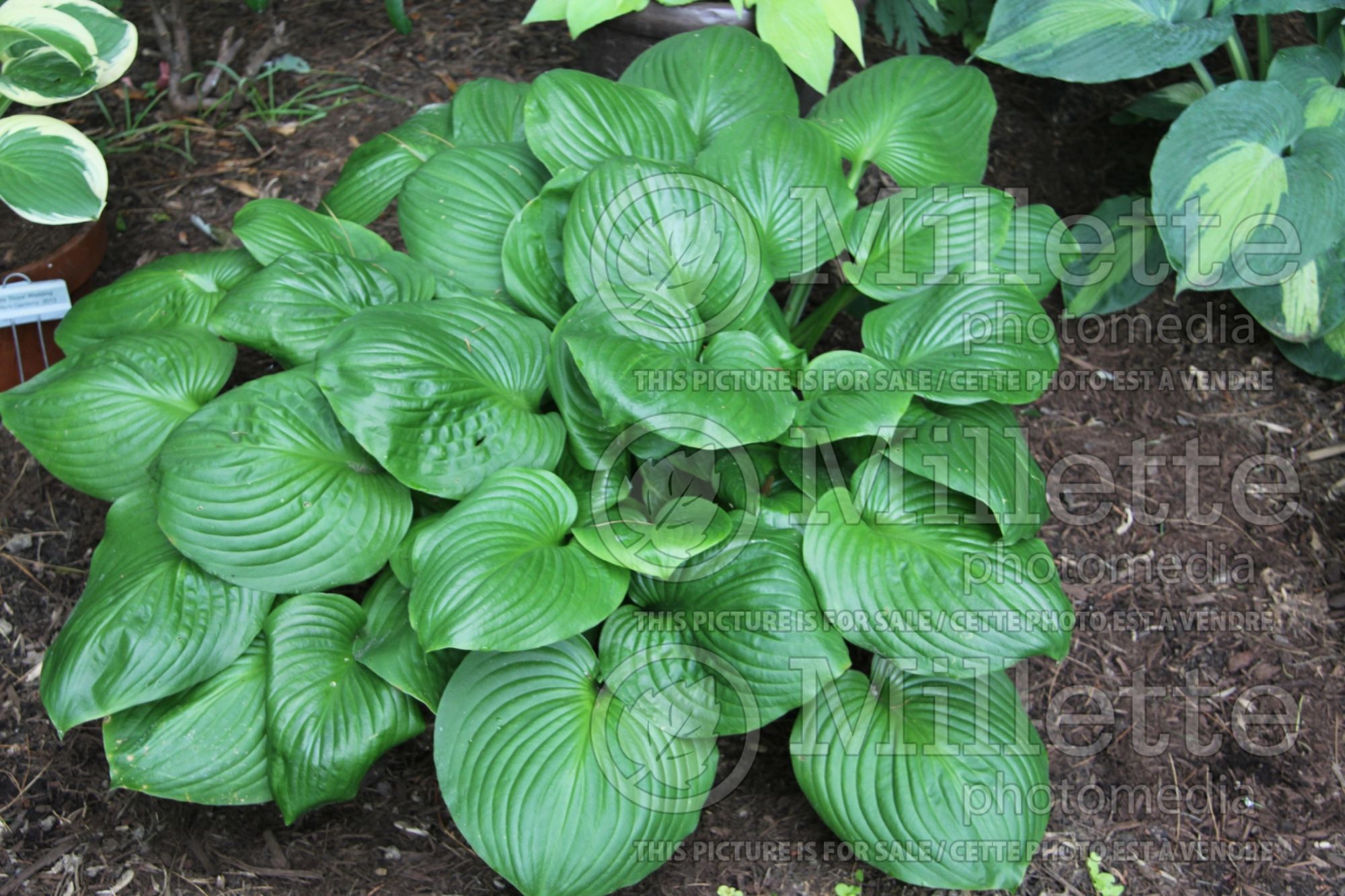 Hosta Mojito (Hosta funkia august lily) 1